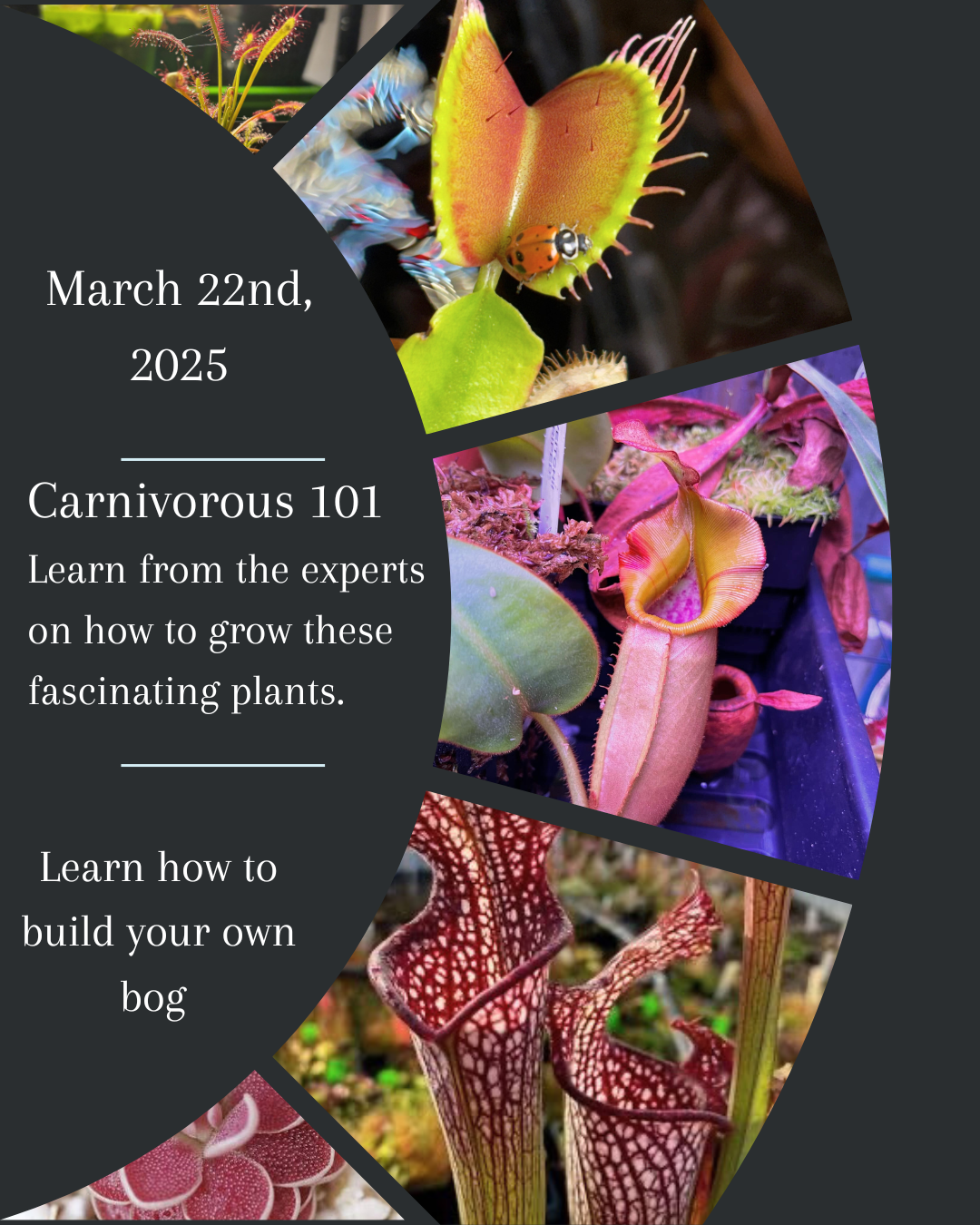 Carnivorous 101