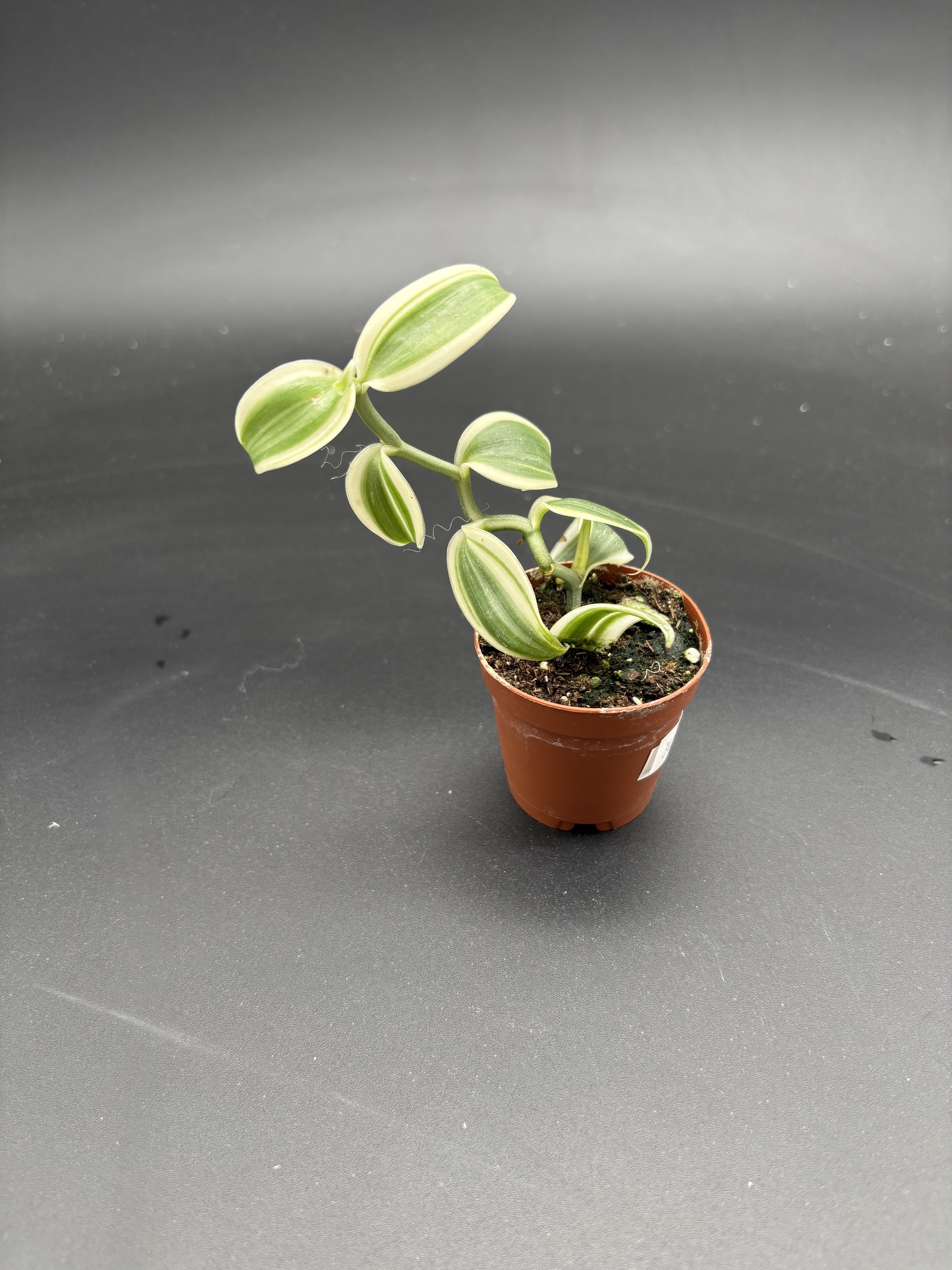 Variegated Vanilla Orchid