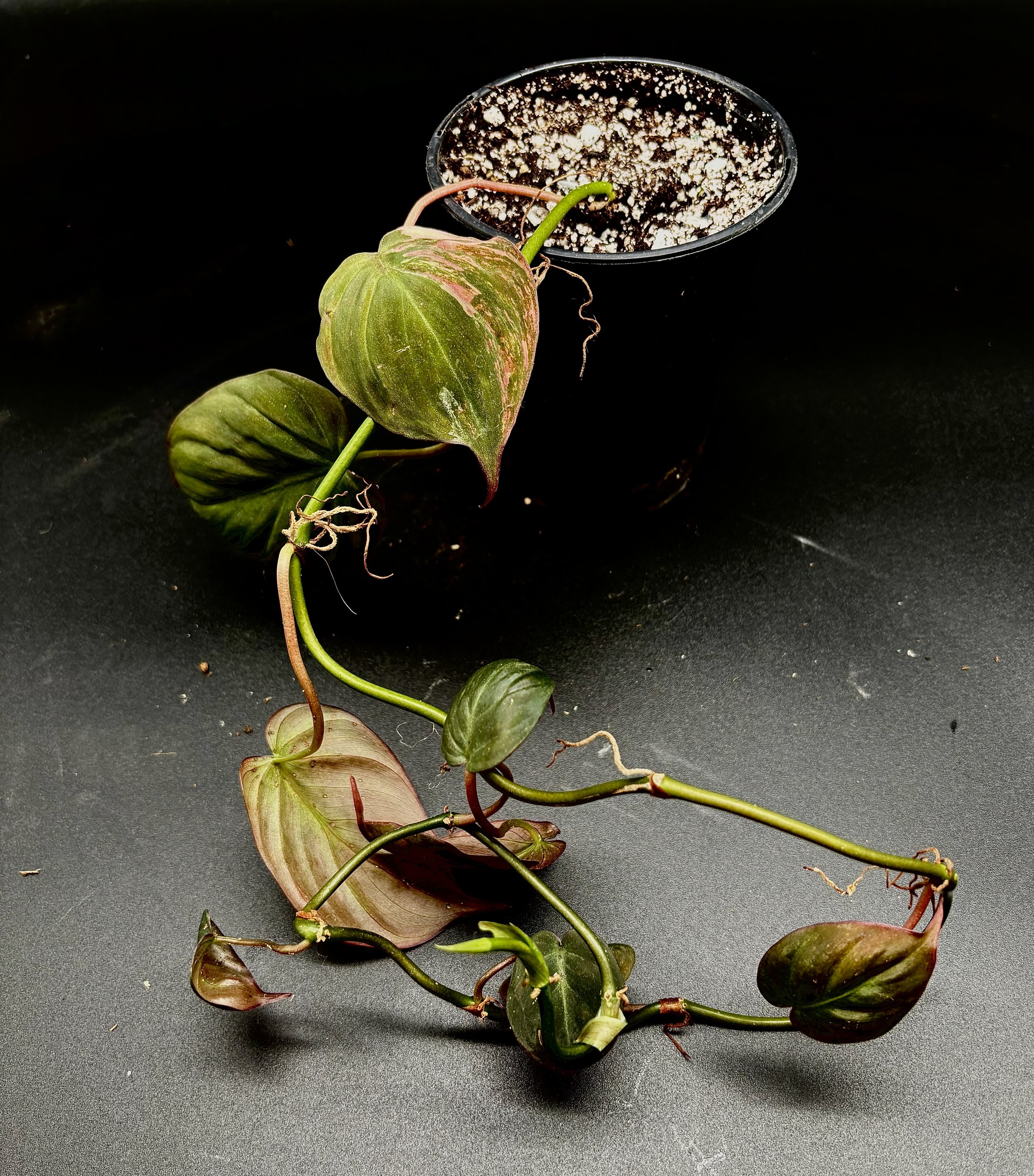 Variegated Mican
