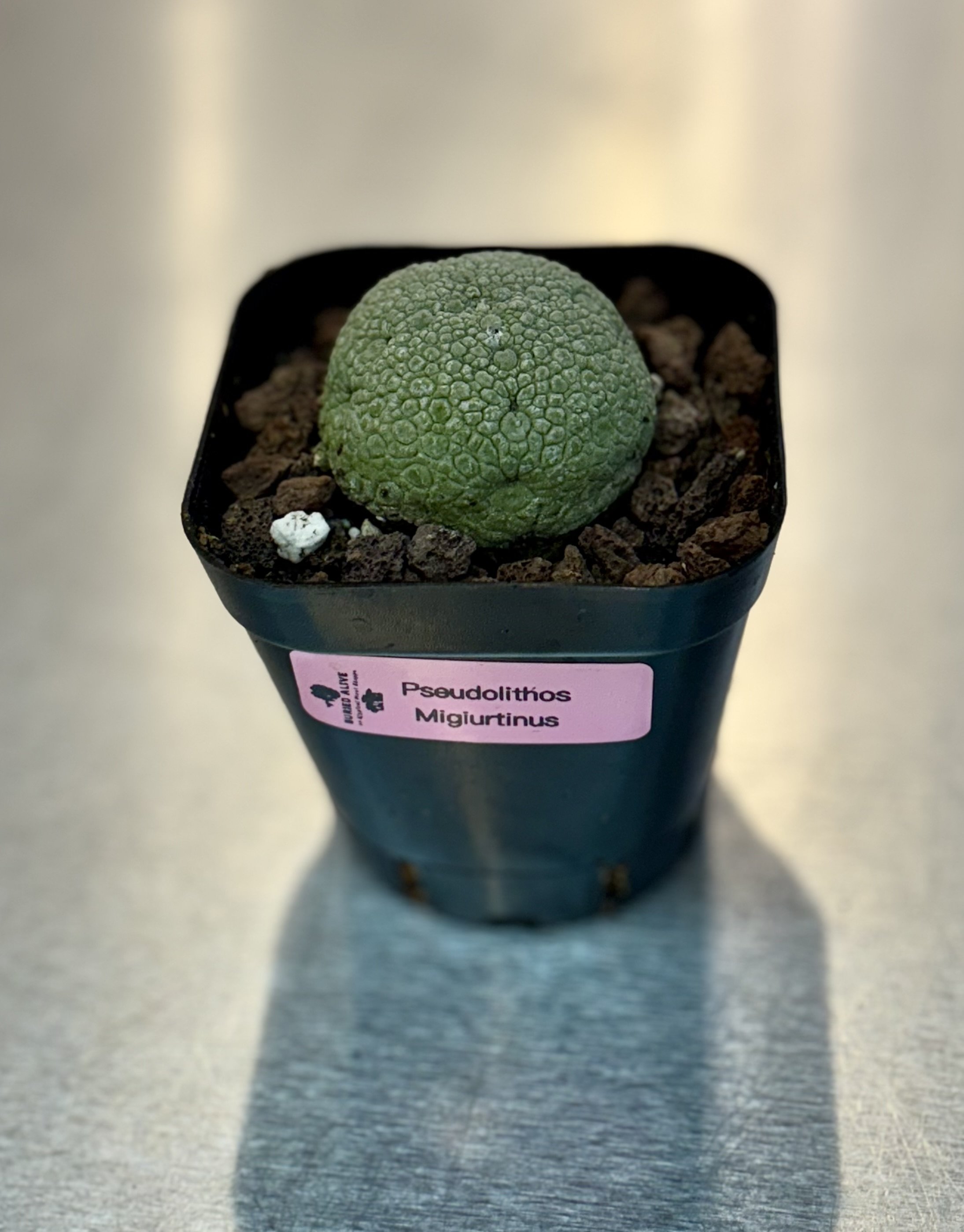 Pseudolithos Migiurtinus