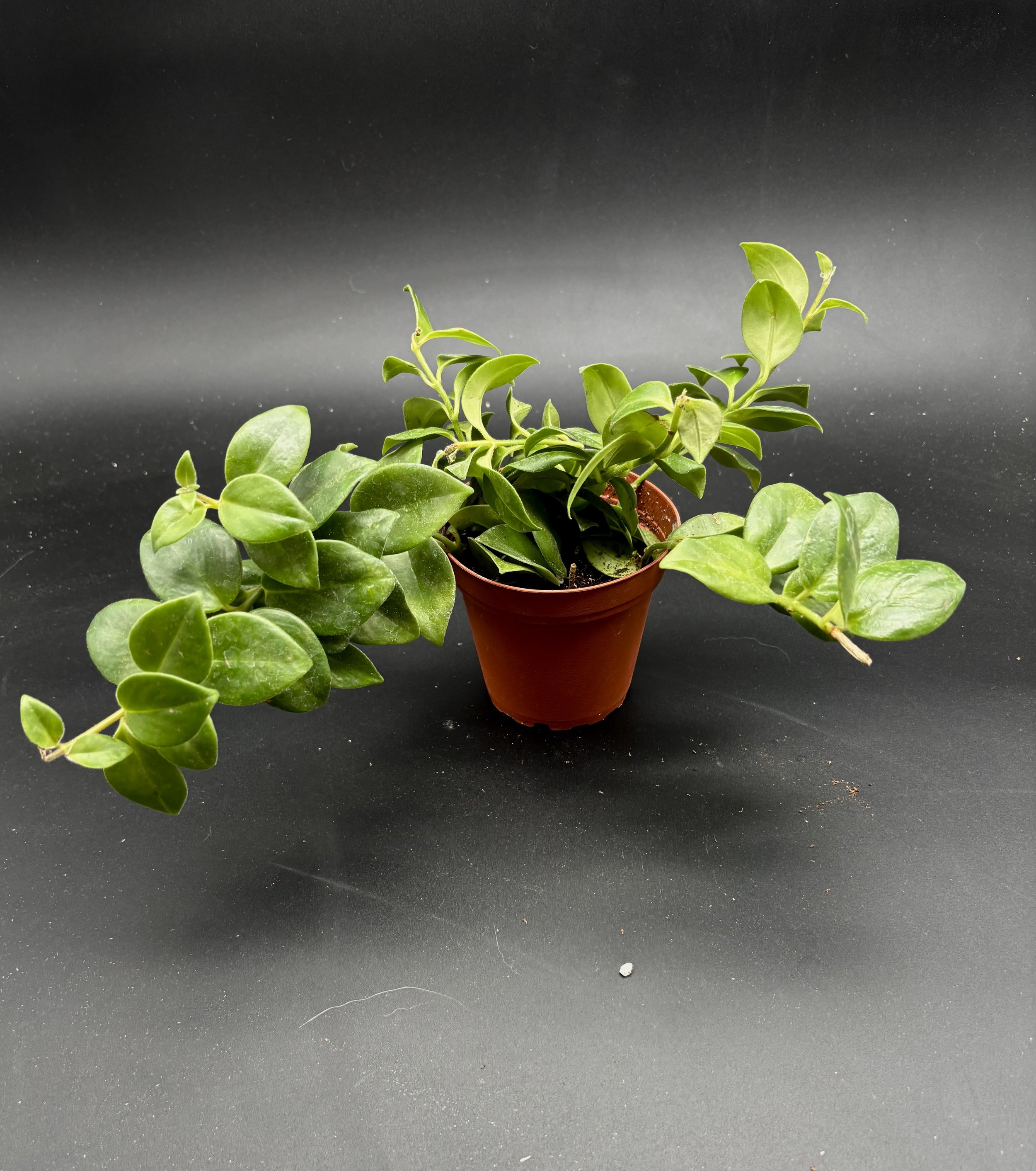 Lipstick Plant