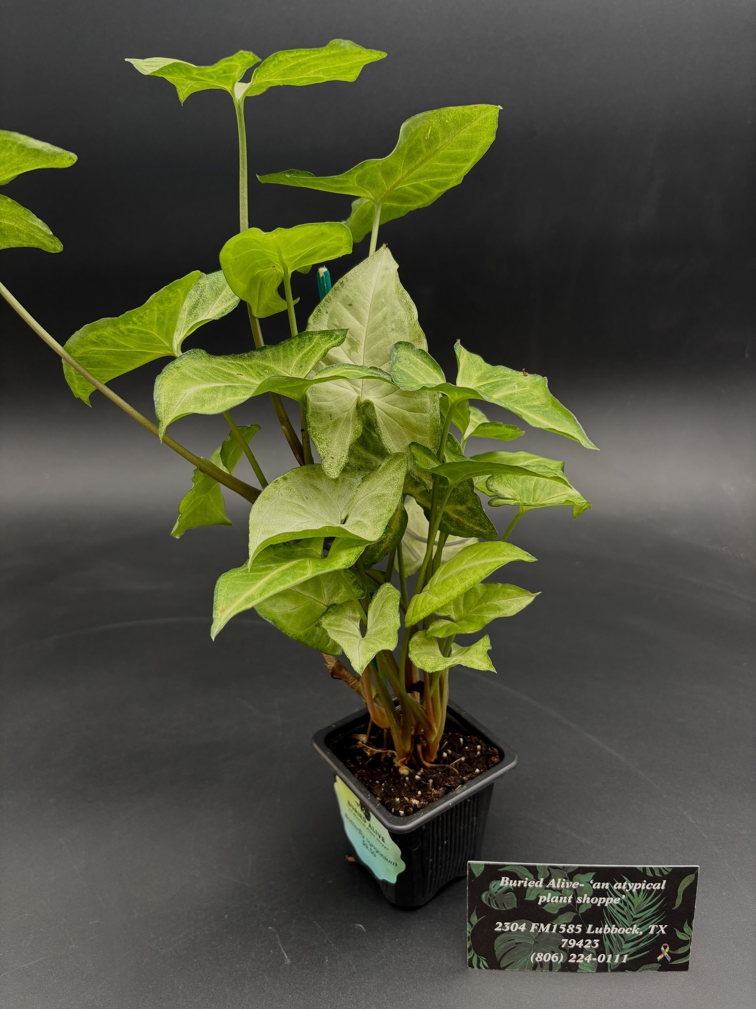 White ‘Butterfly’ Syngonium
