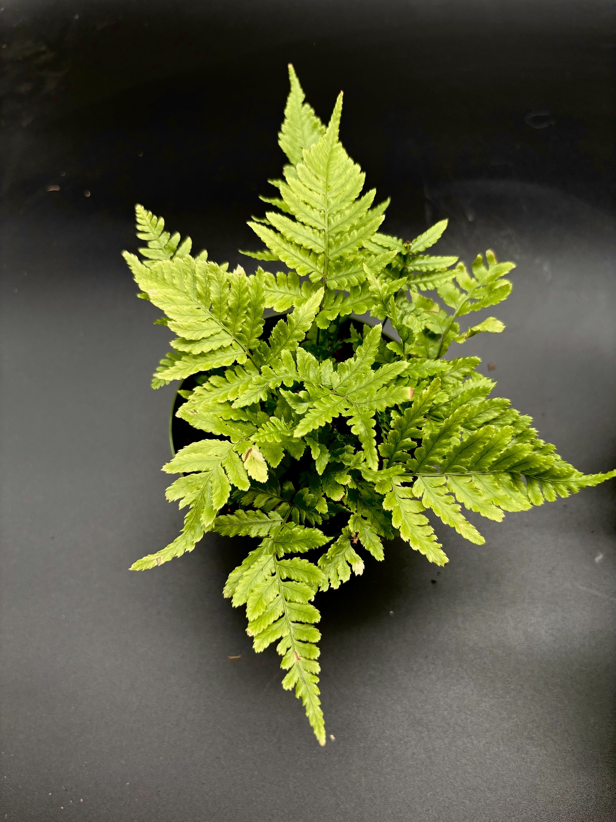 Autumn Fern