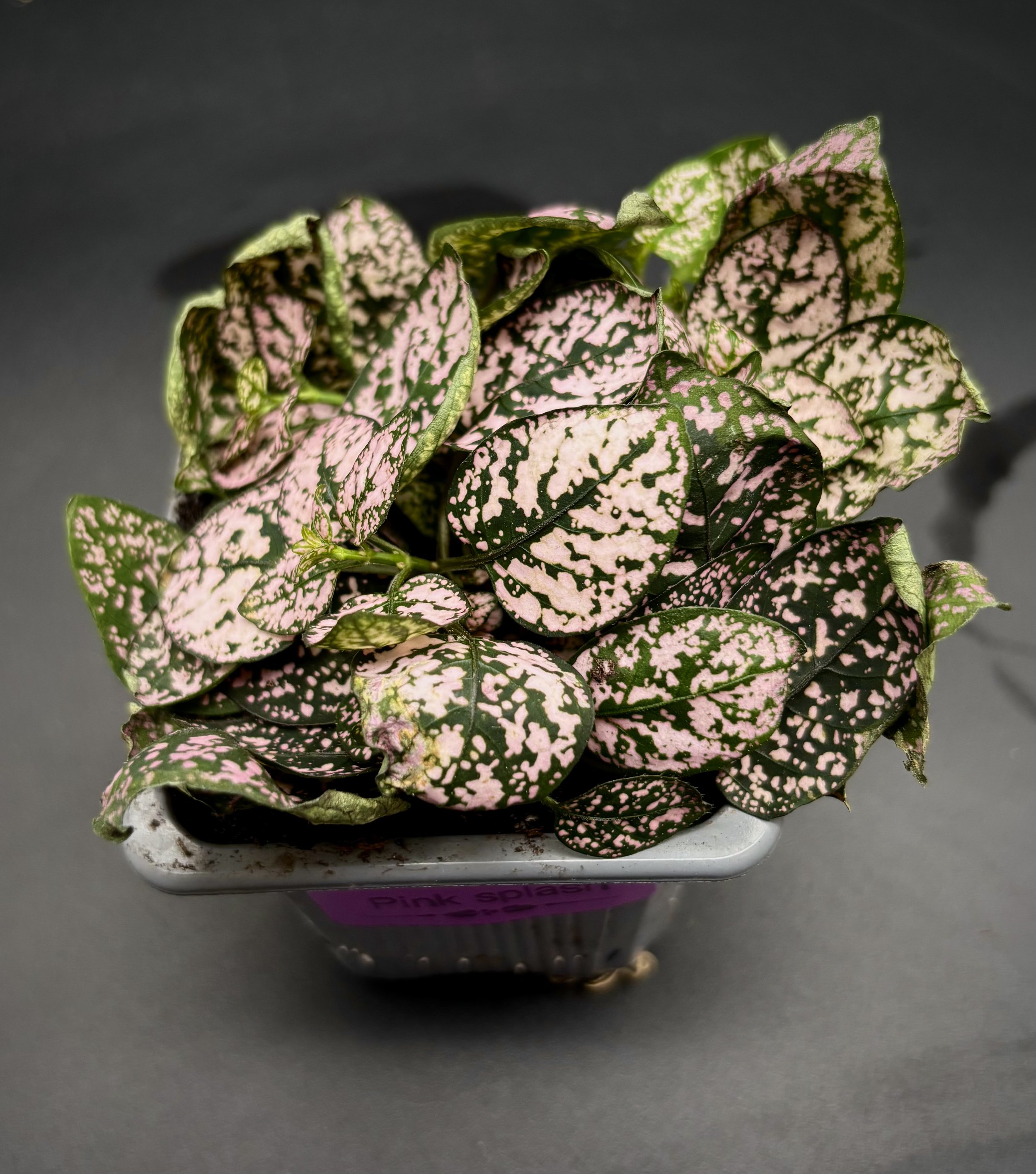 Hypoestes Pink Splash
