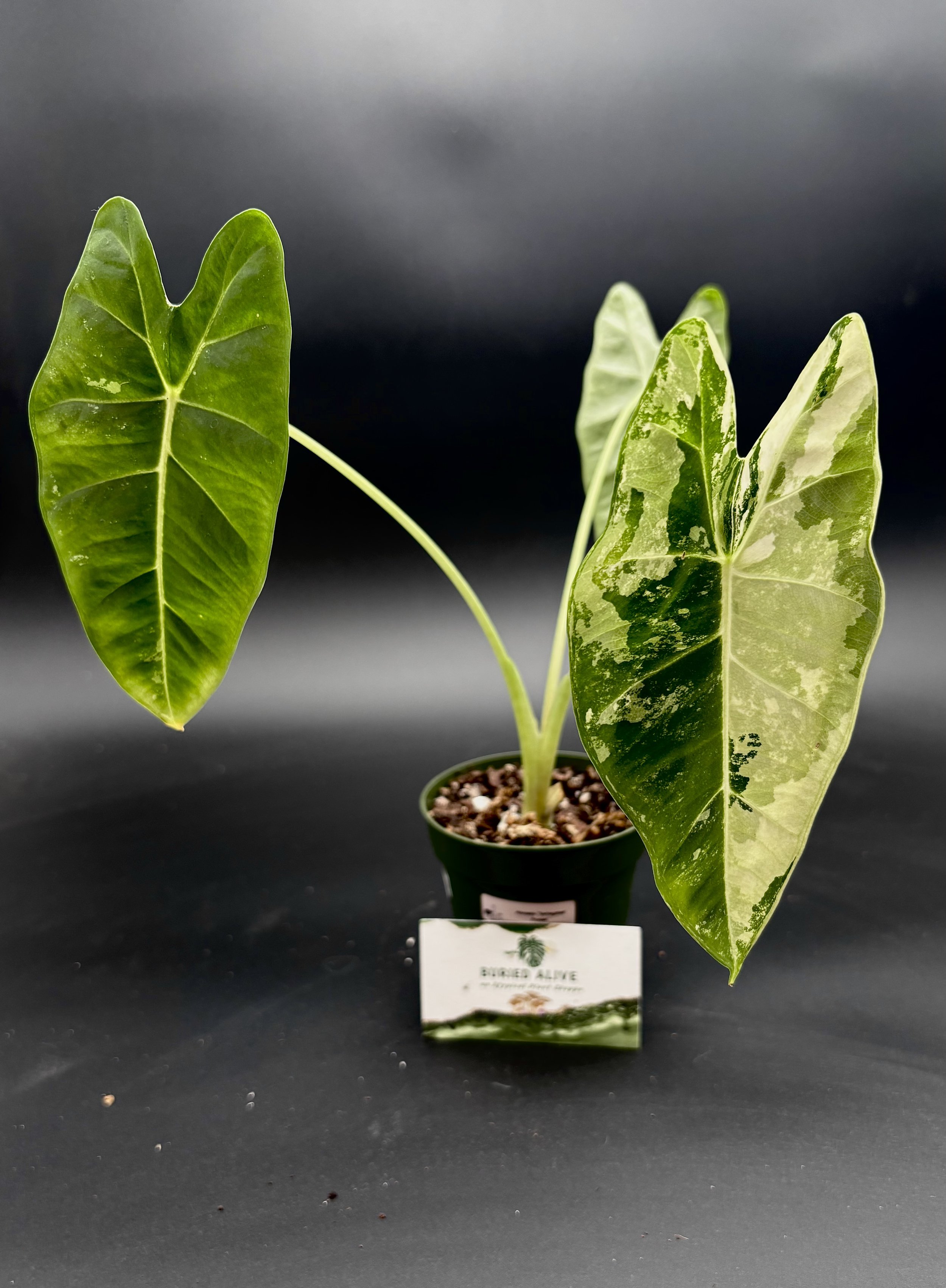 Variegated Frydek