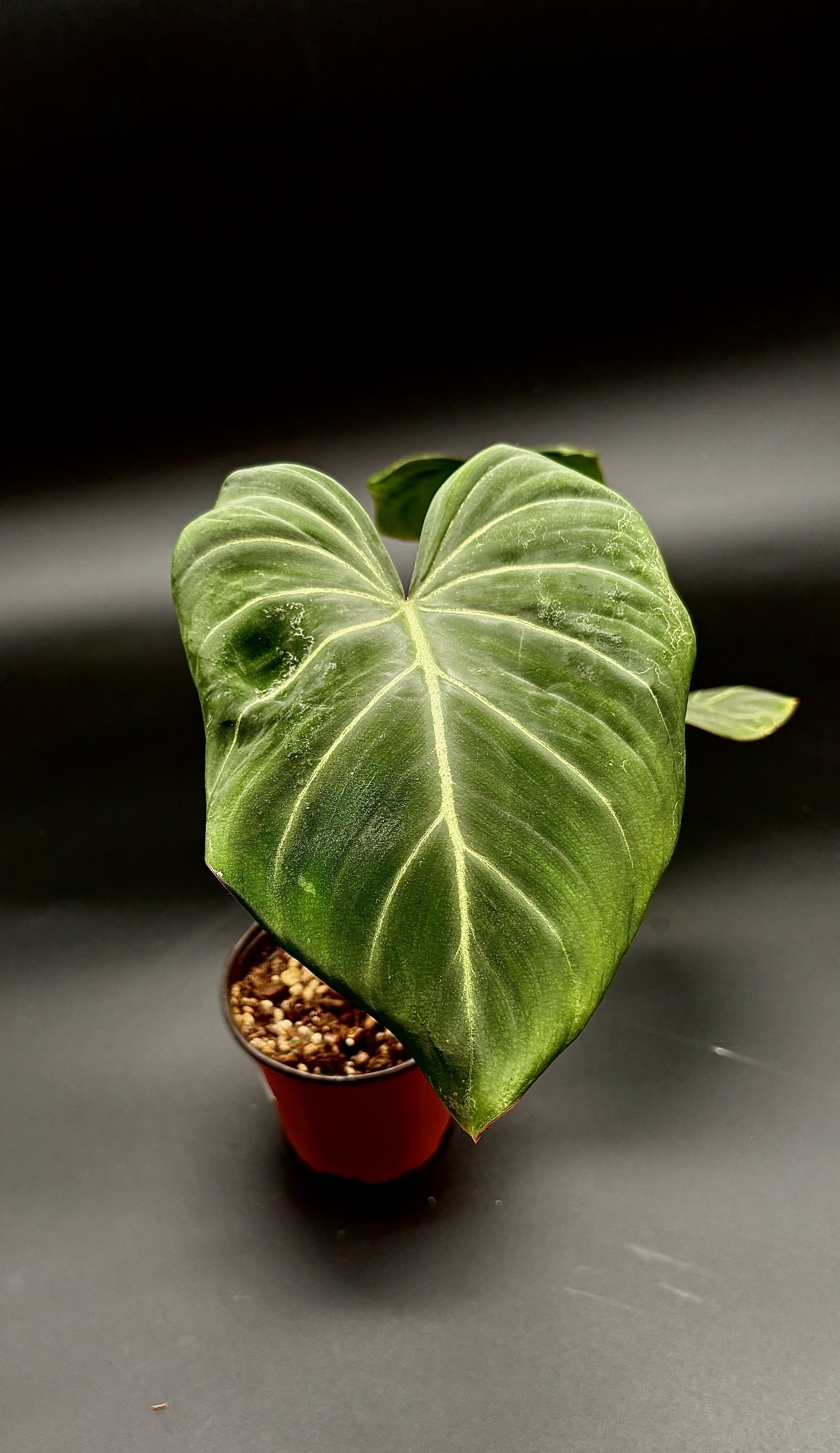 Gloriosum