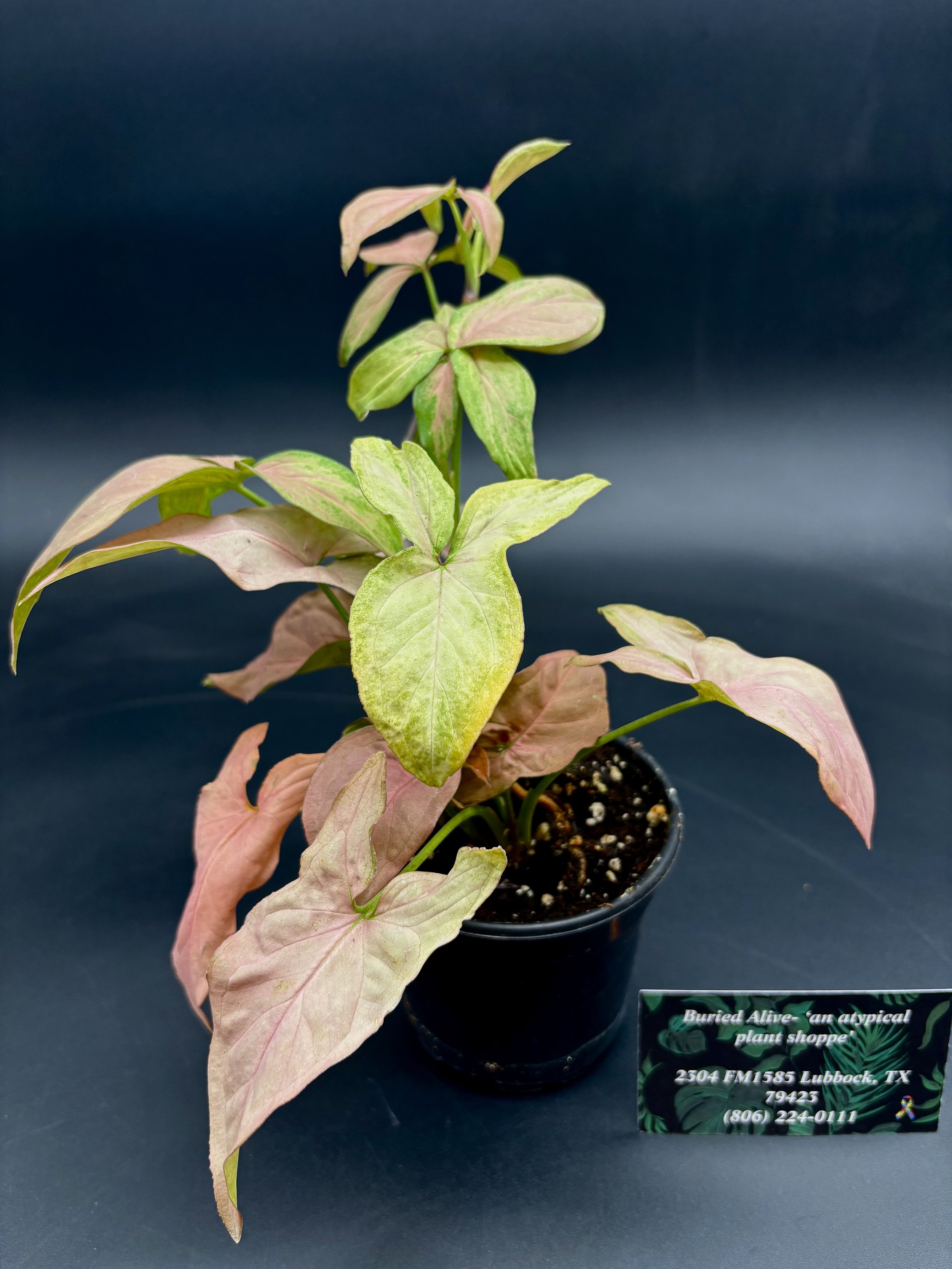 Pink ‘Butterfly’ Syngonium