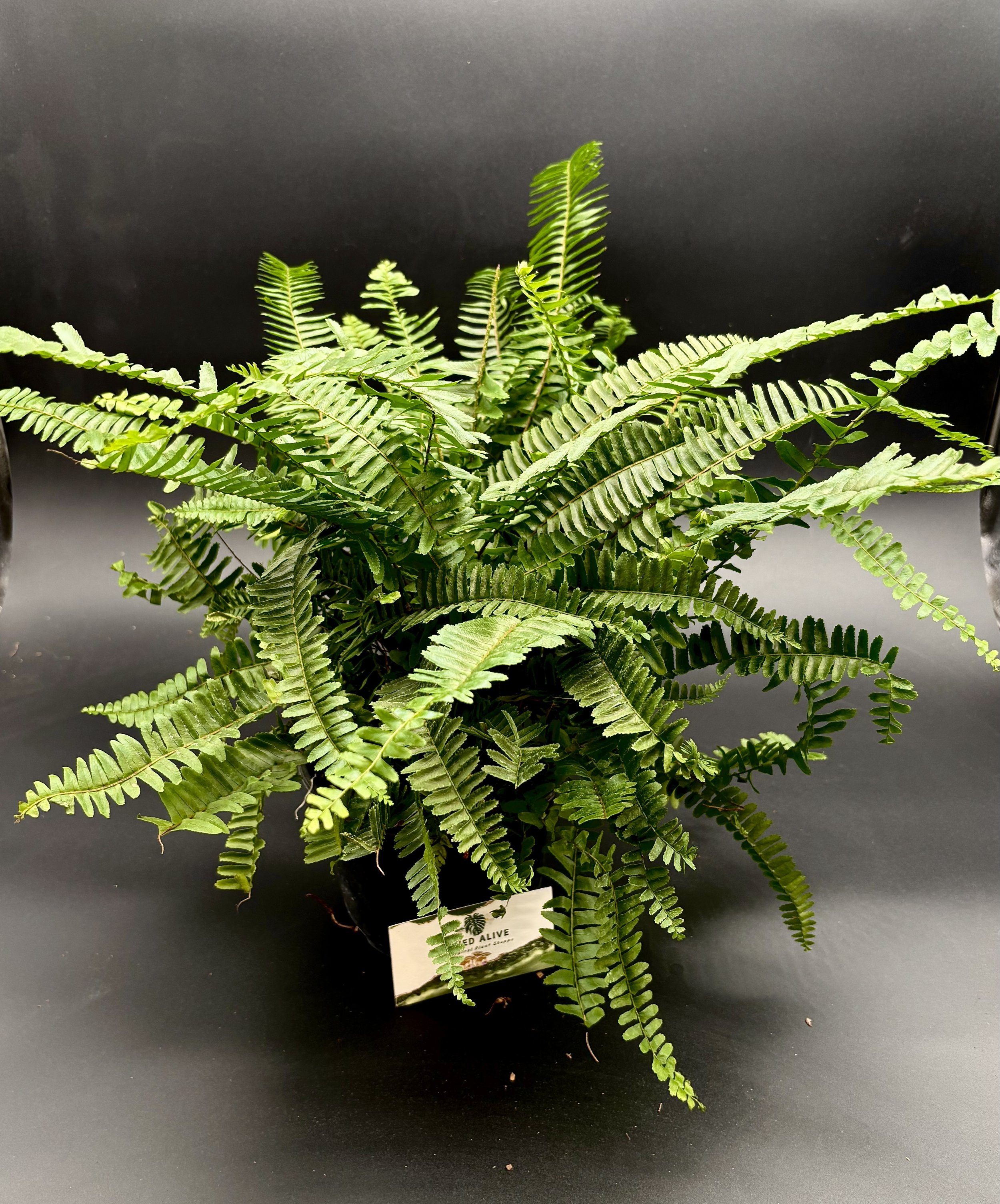 Jester Crown Fern