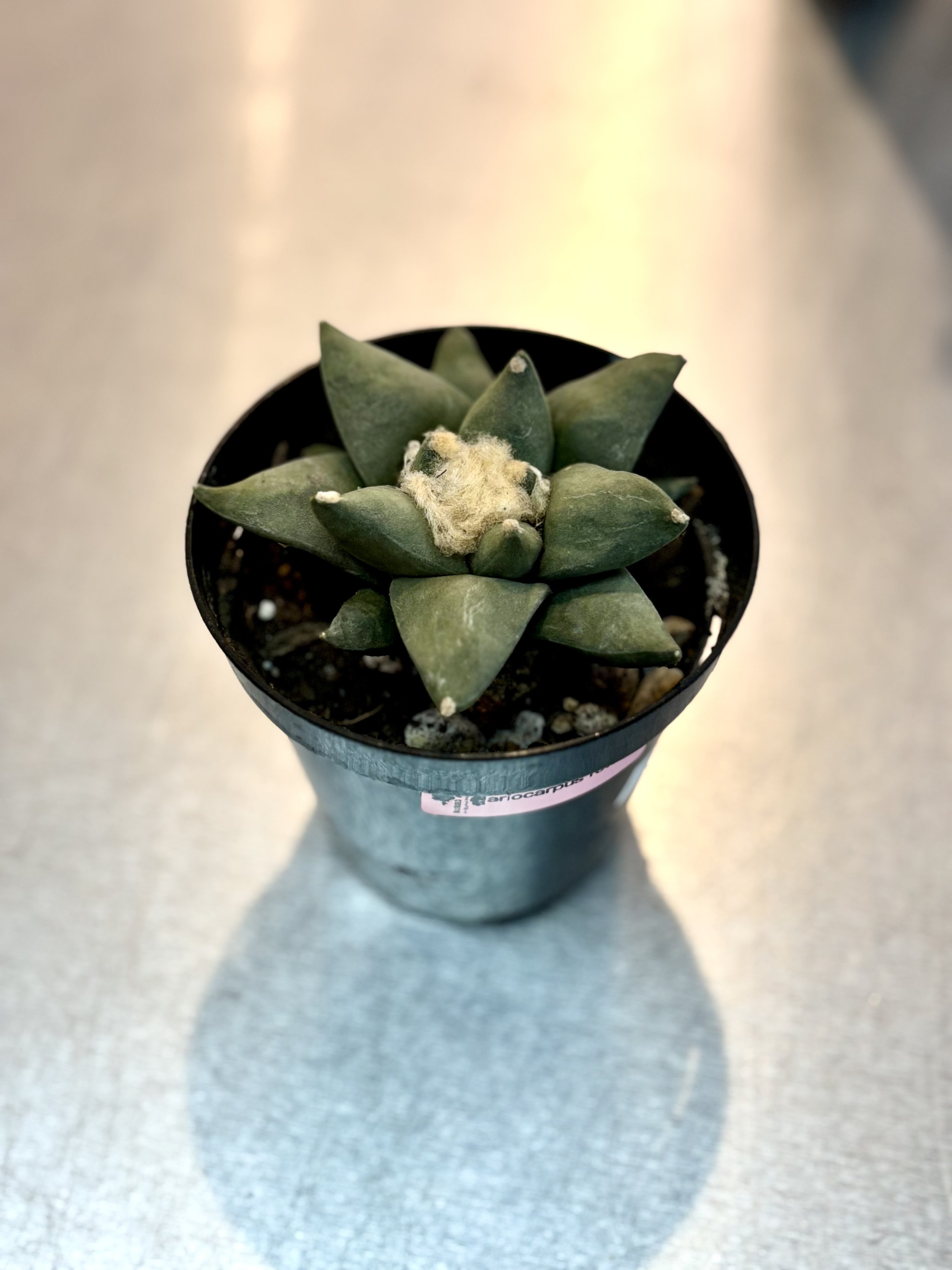 Ariocarpus Retusus