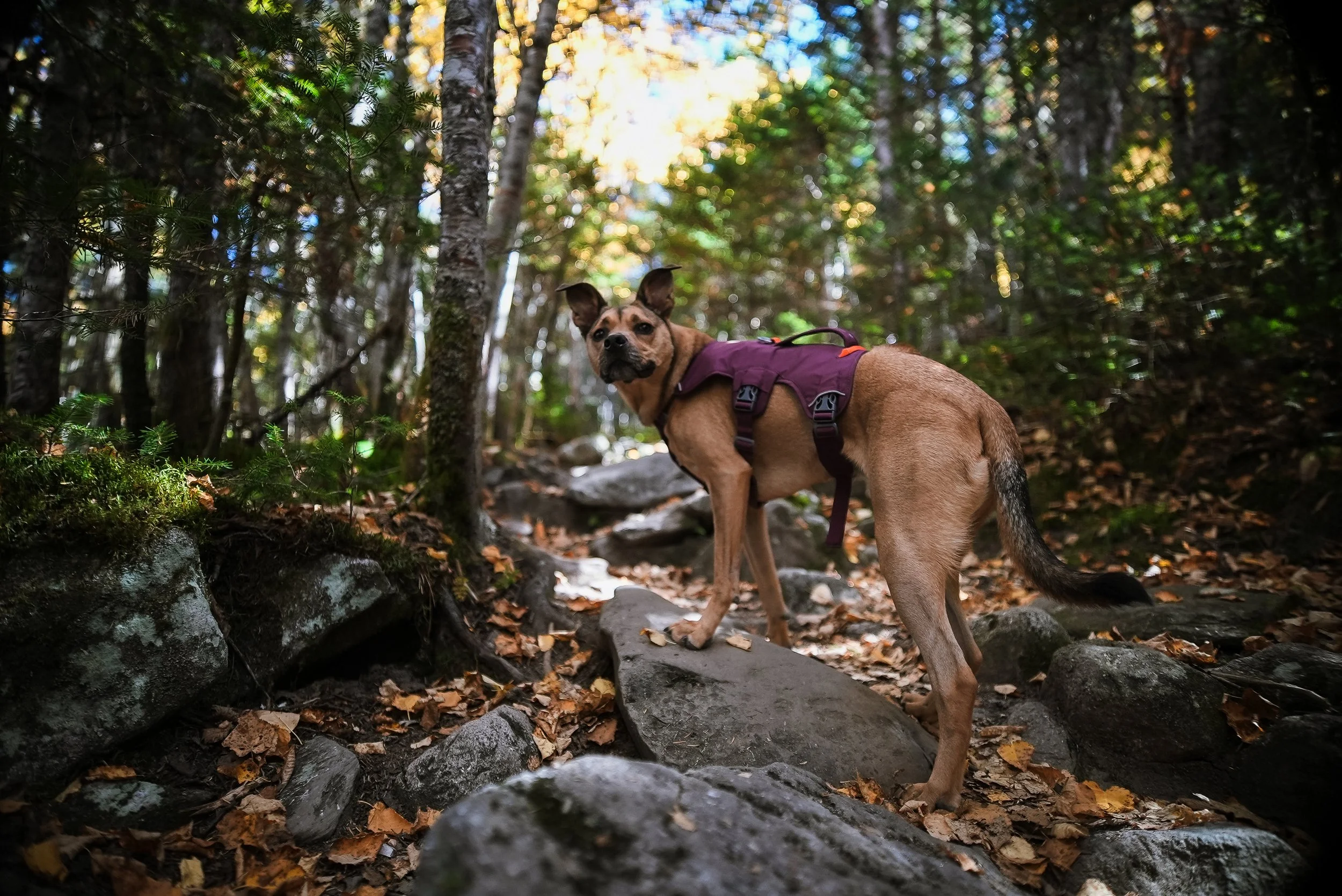 connor & caroline proposal - edited-049.jpg
