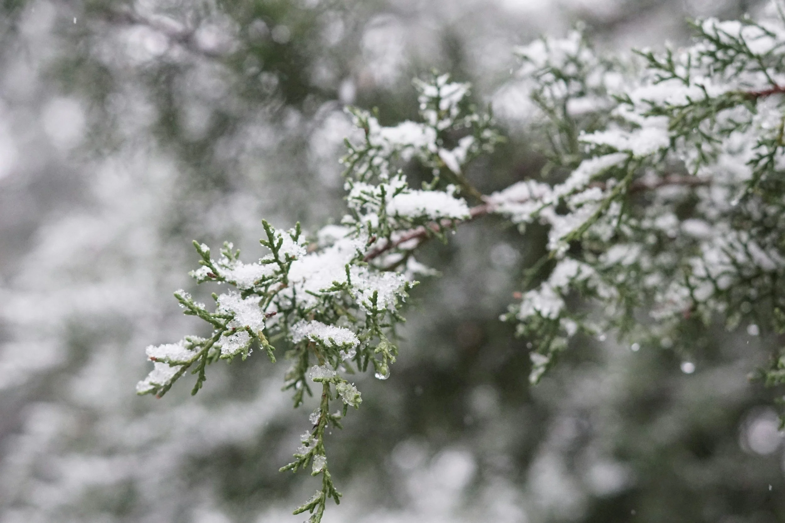 winterizing shadow mountain