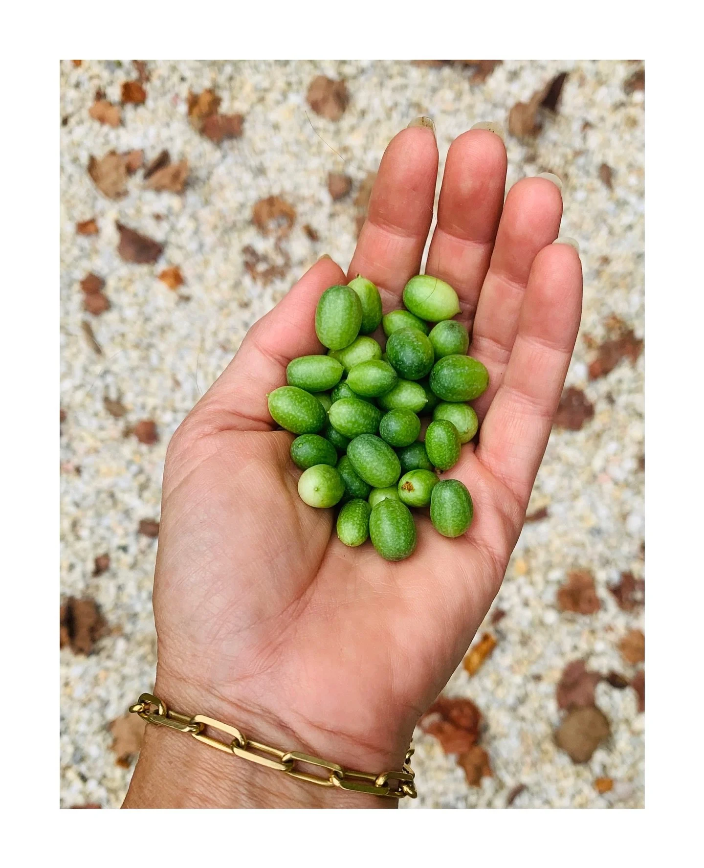 This is what abundance looks like today. 
Are these not the cutest little cucumbers you&rsquo;ve ever seen??? So fresh and delicious as well, growing on the sweetest, most prolific little vines ever. 
This is abundance. It&rsquo;s all around us and I