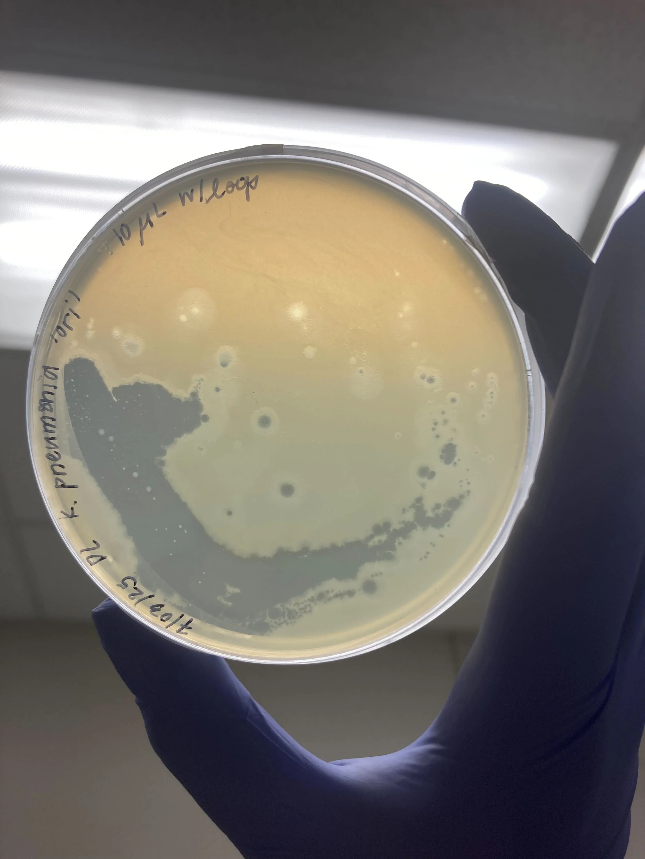 Wet Lab Workshop