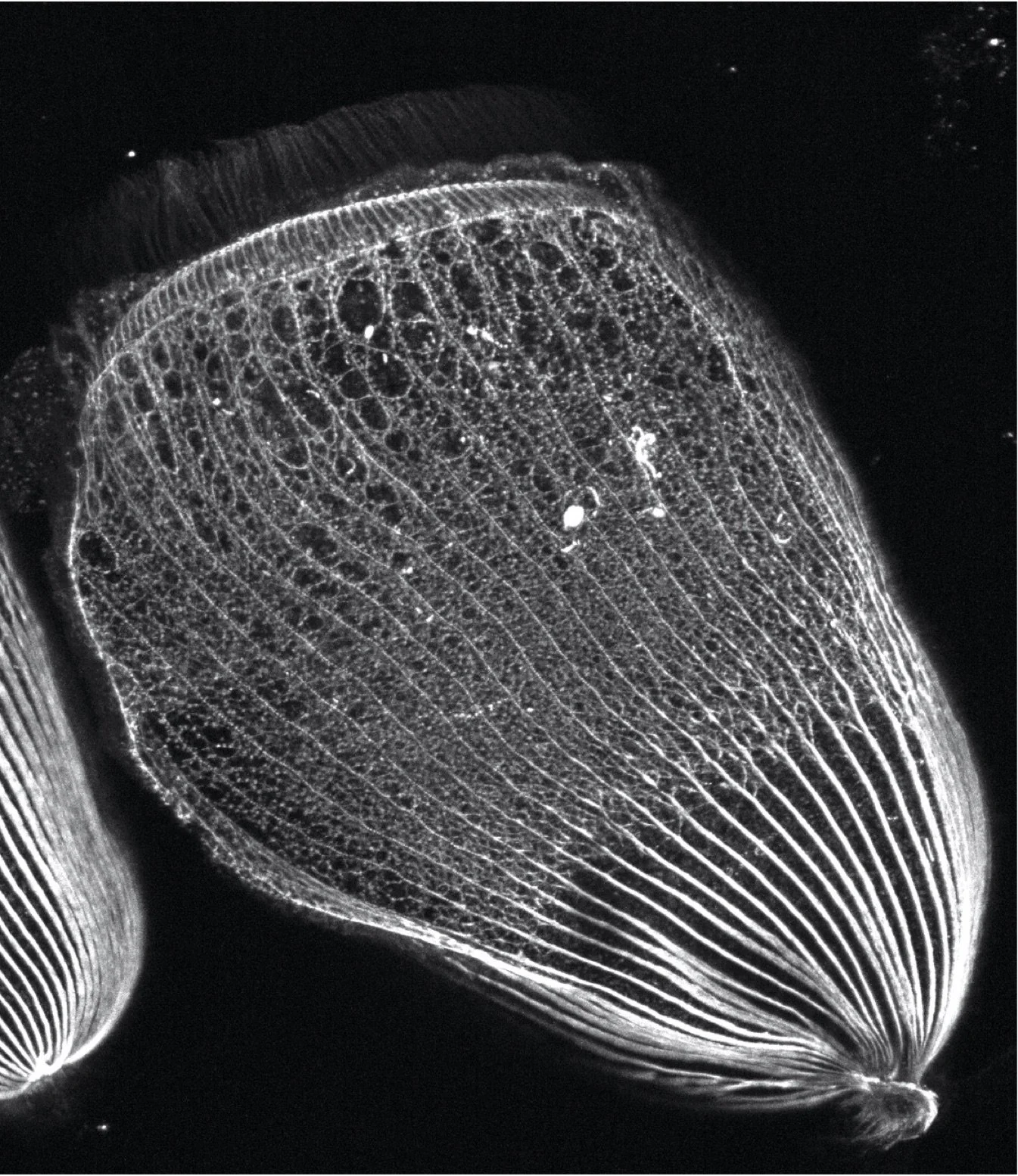 Phage Power Hour Speaker: Wallace Marshall, Ph.D. 