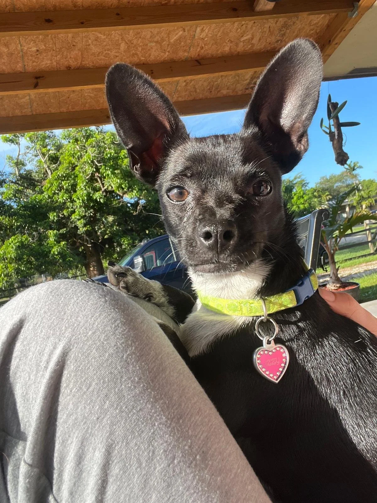 Leash Liberation: Mastering Dog Walking from Plantation to Sunrise