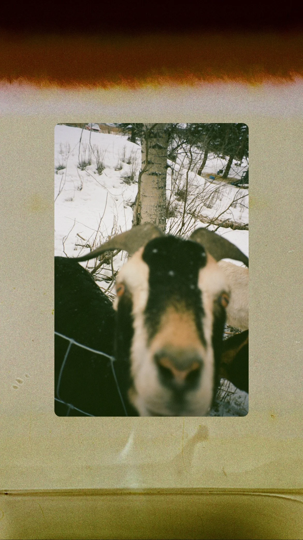 Close-up of a goat's face looking directly into the camera with snow-covered trees and ground in the background.