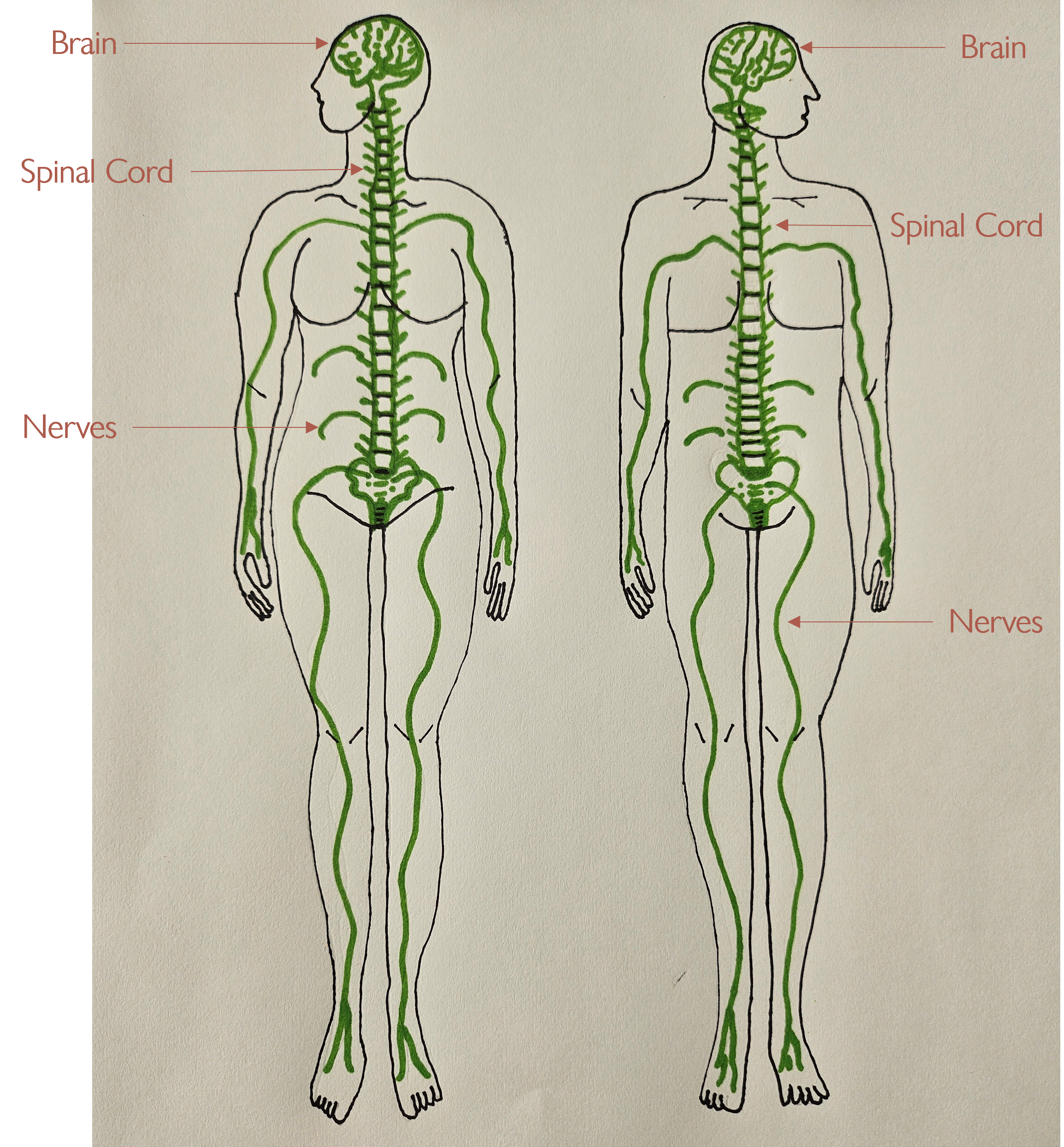 Your Beautiful Nervous System and Anxiety
