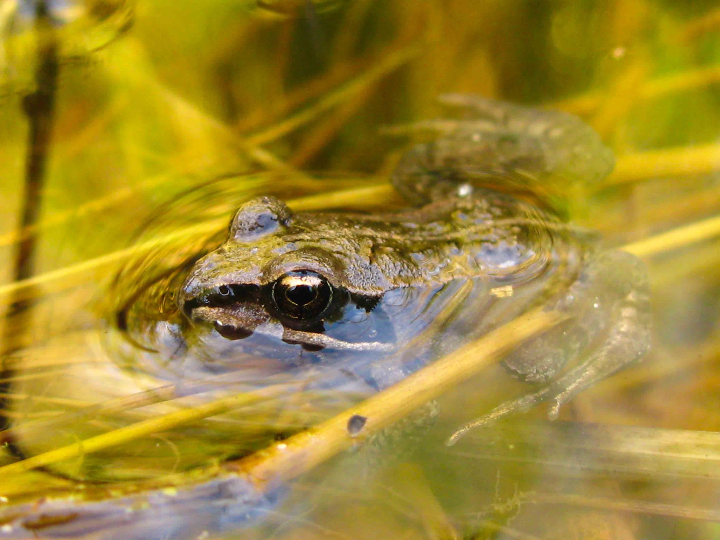 wildlife_-3.jpg