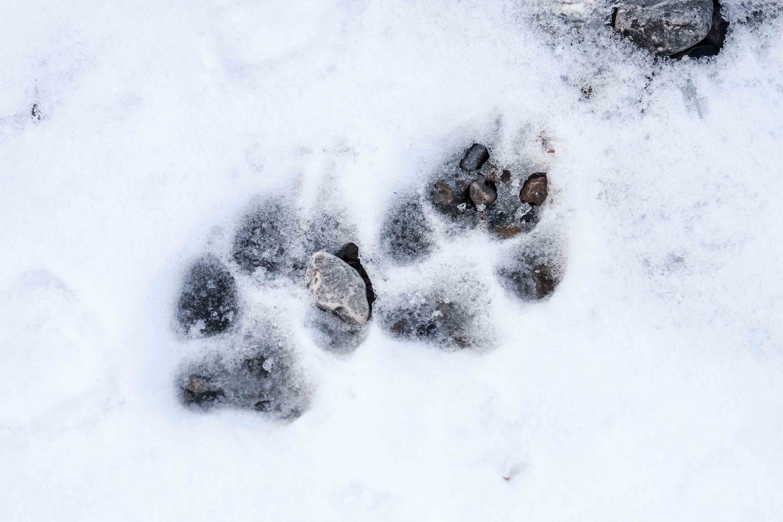 wildlife_-4.jpg