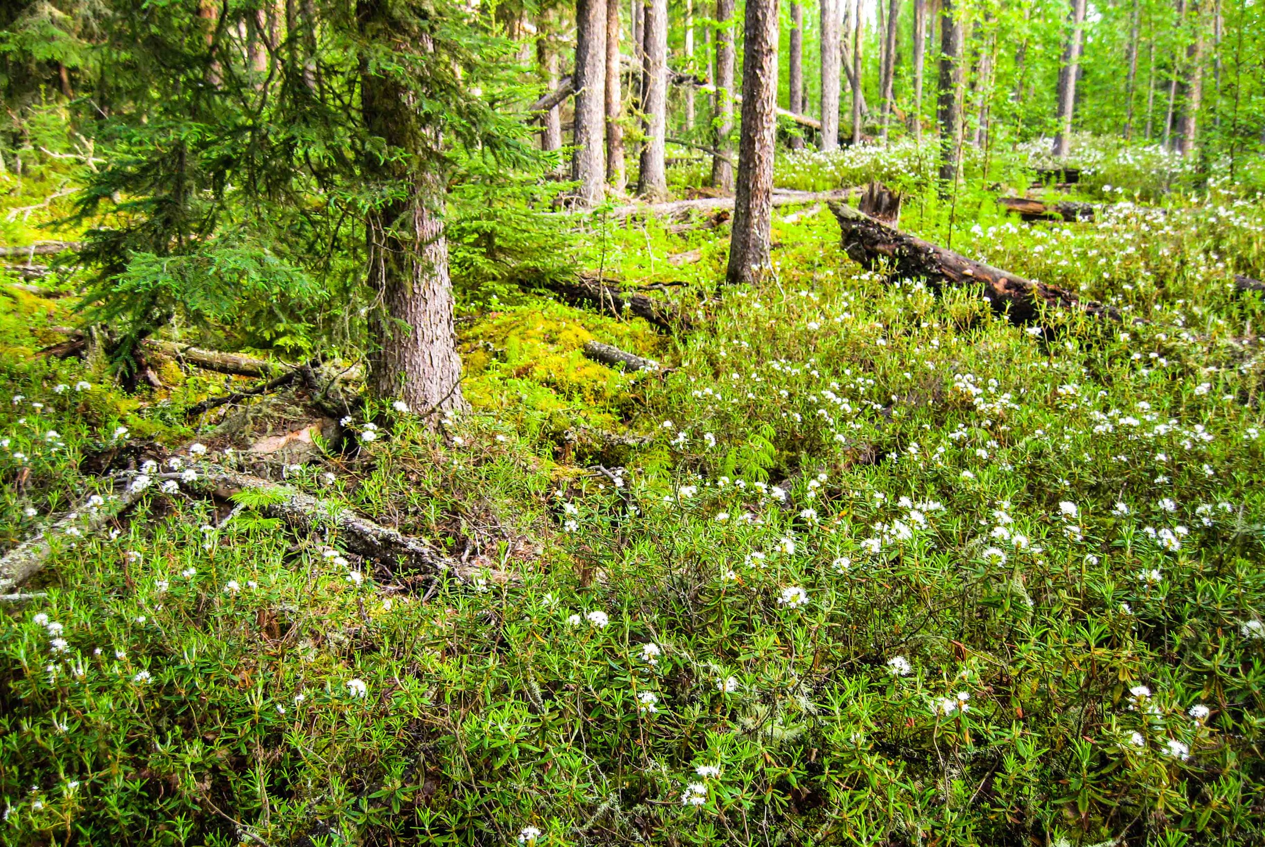 boreal forest-12.jpg