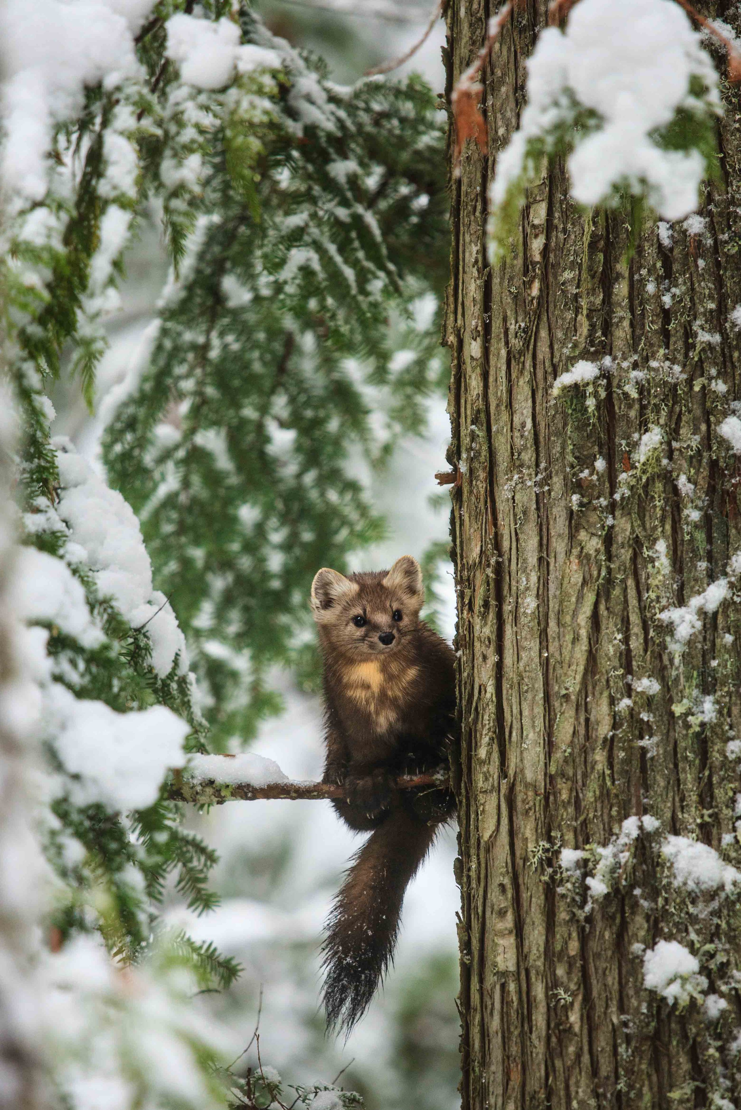 wildlife_-14.jpg