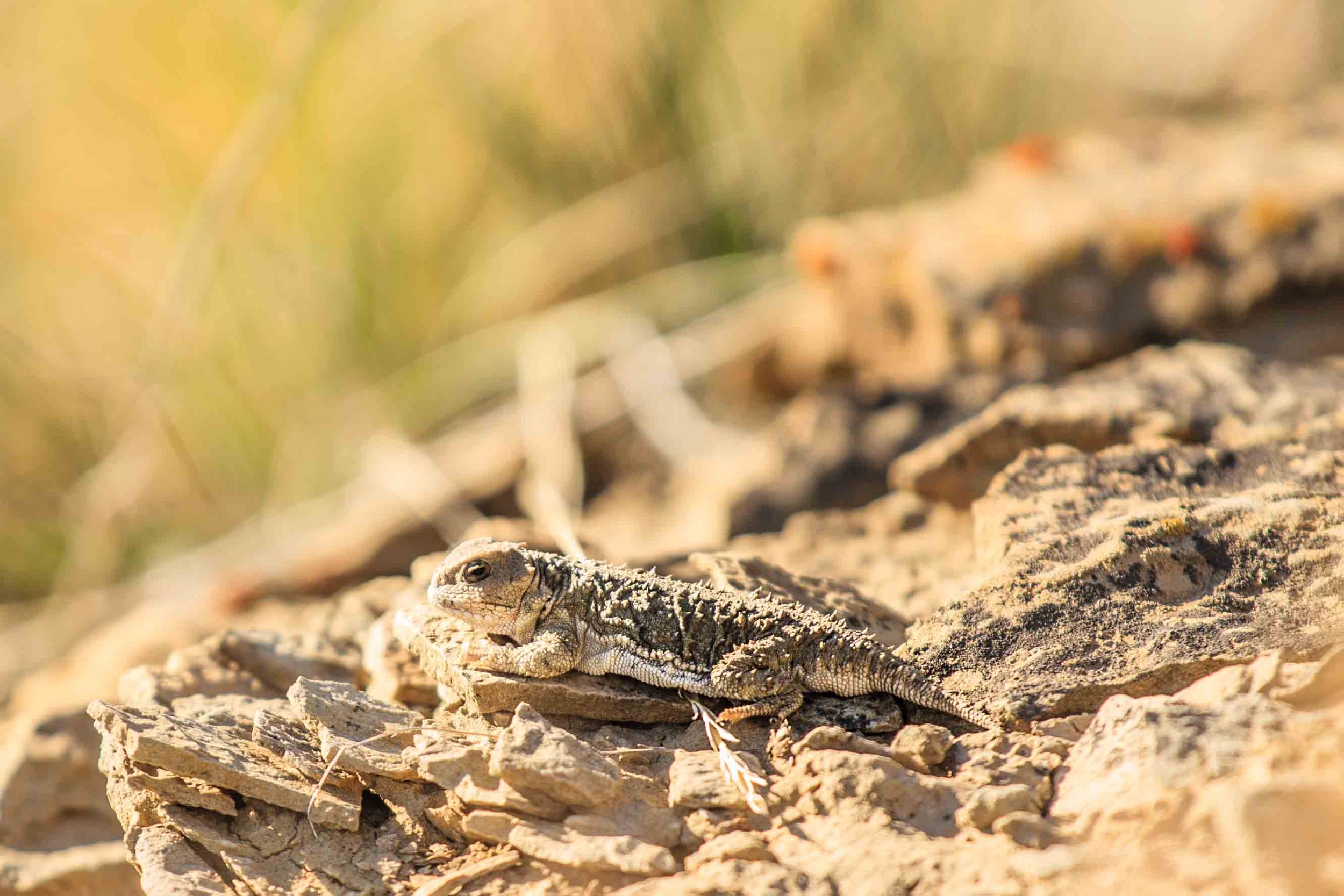 wildlife_-2.jpg