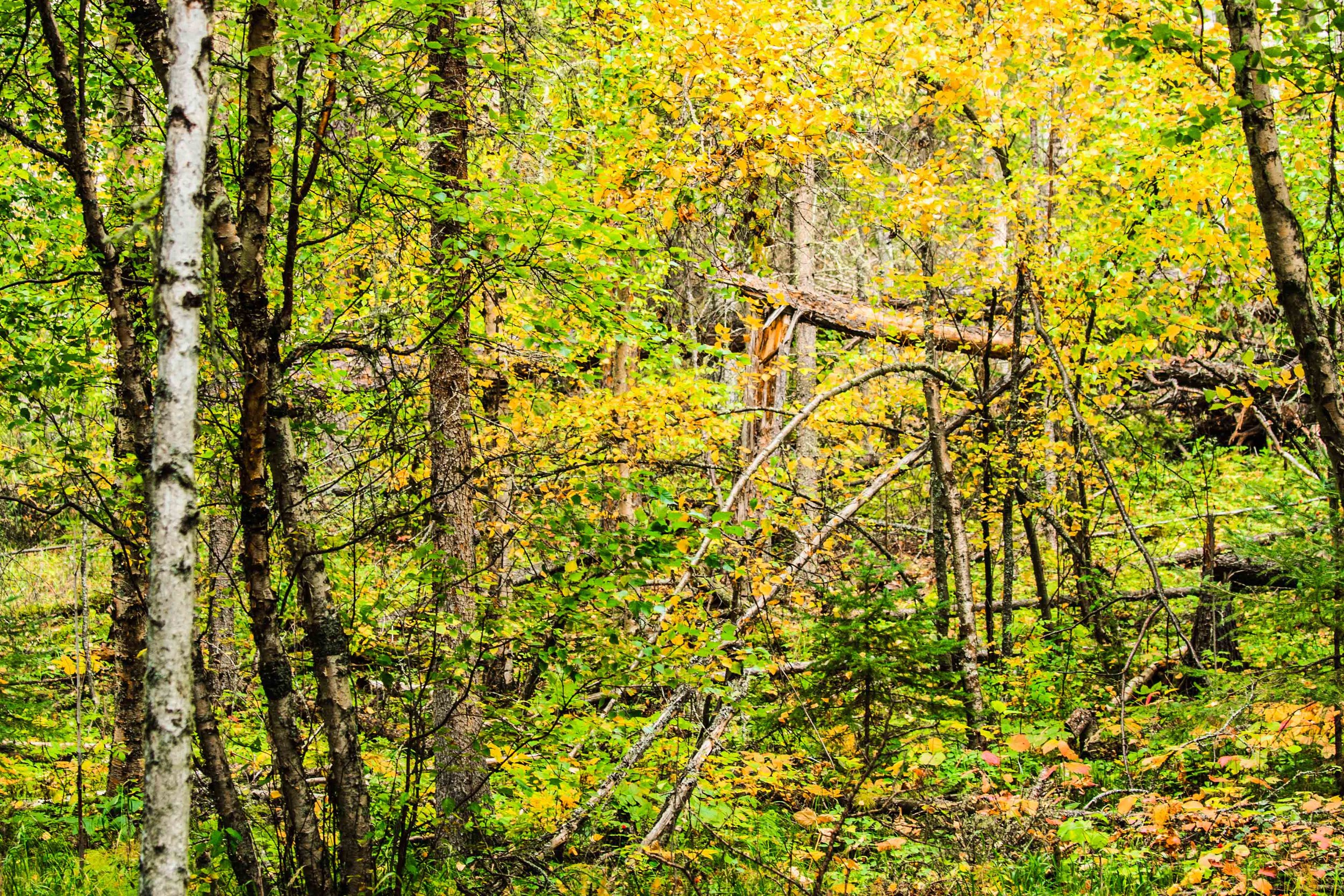 boreal forest-4.jpg