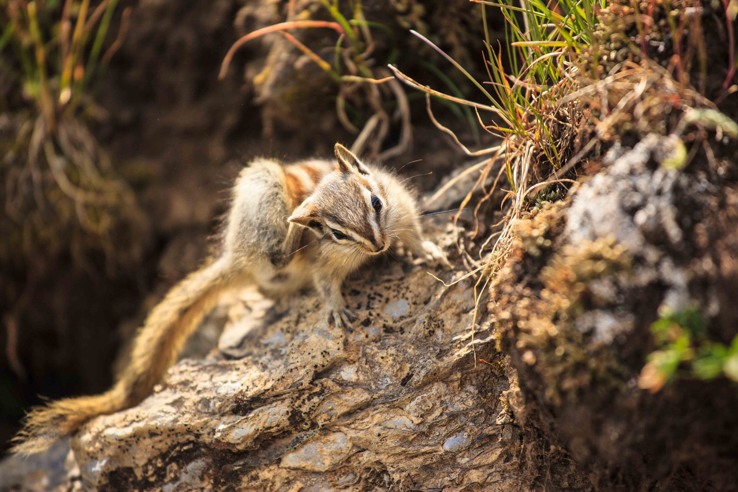 wildlife_-12.jpg