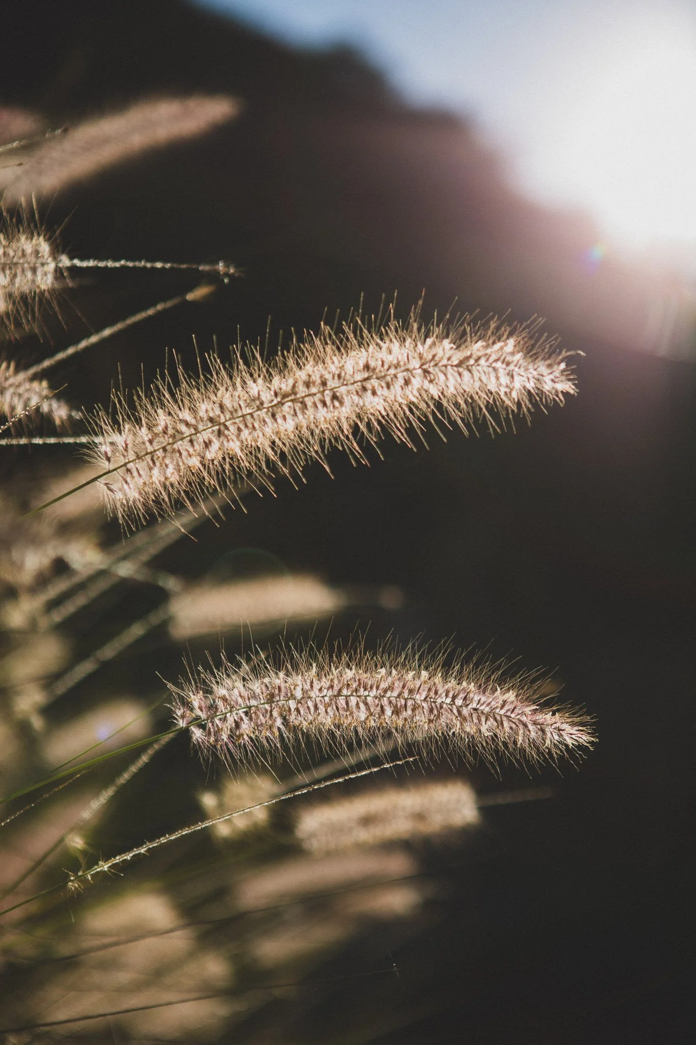 Fountain Grass