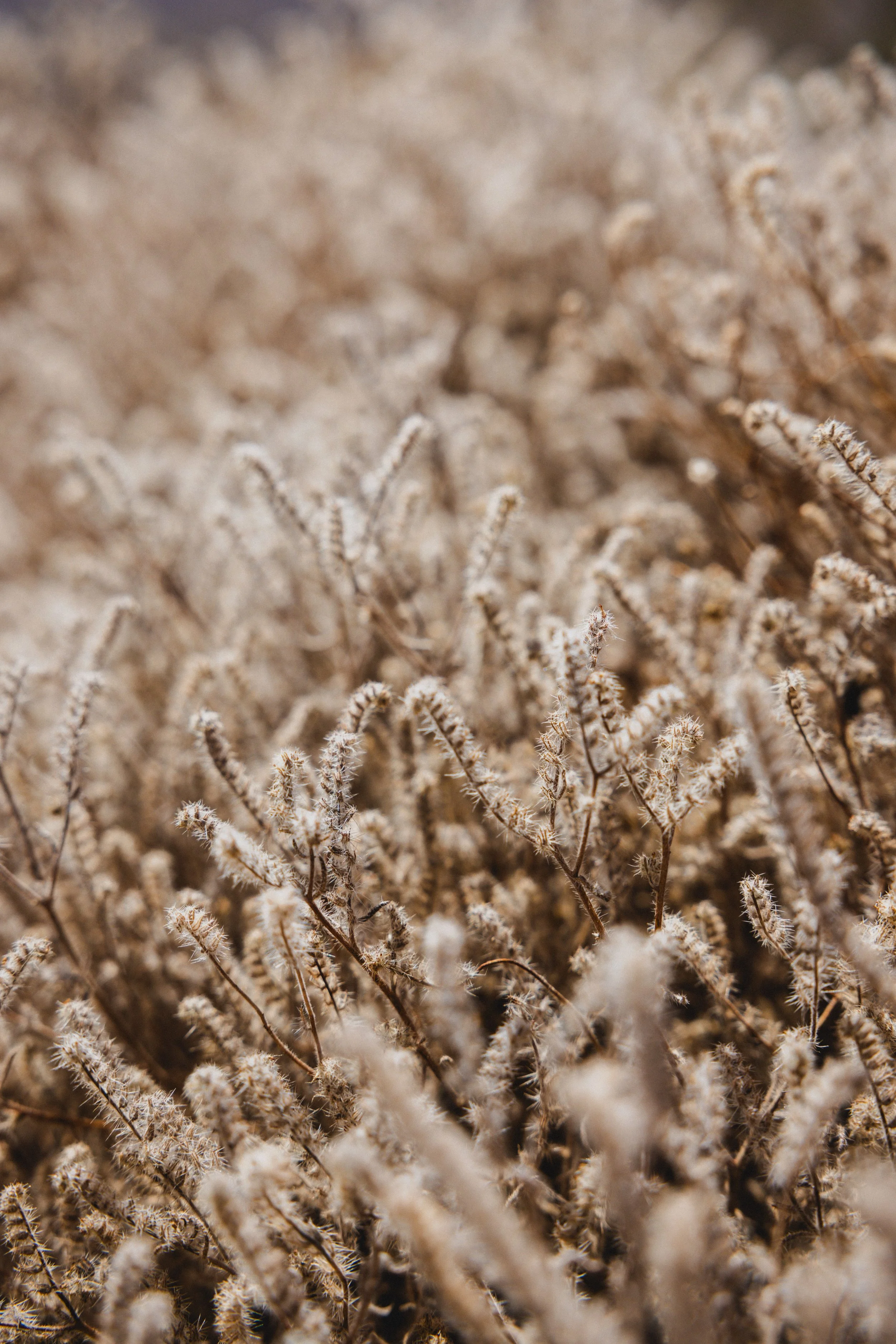 Gossamer