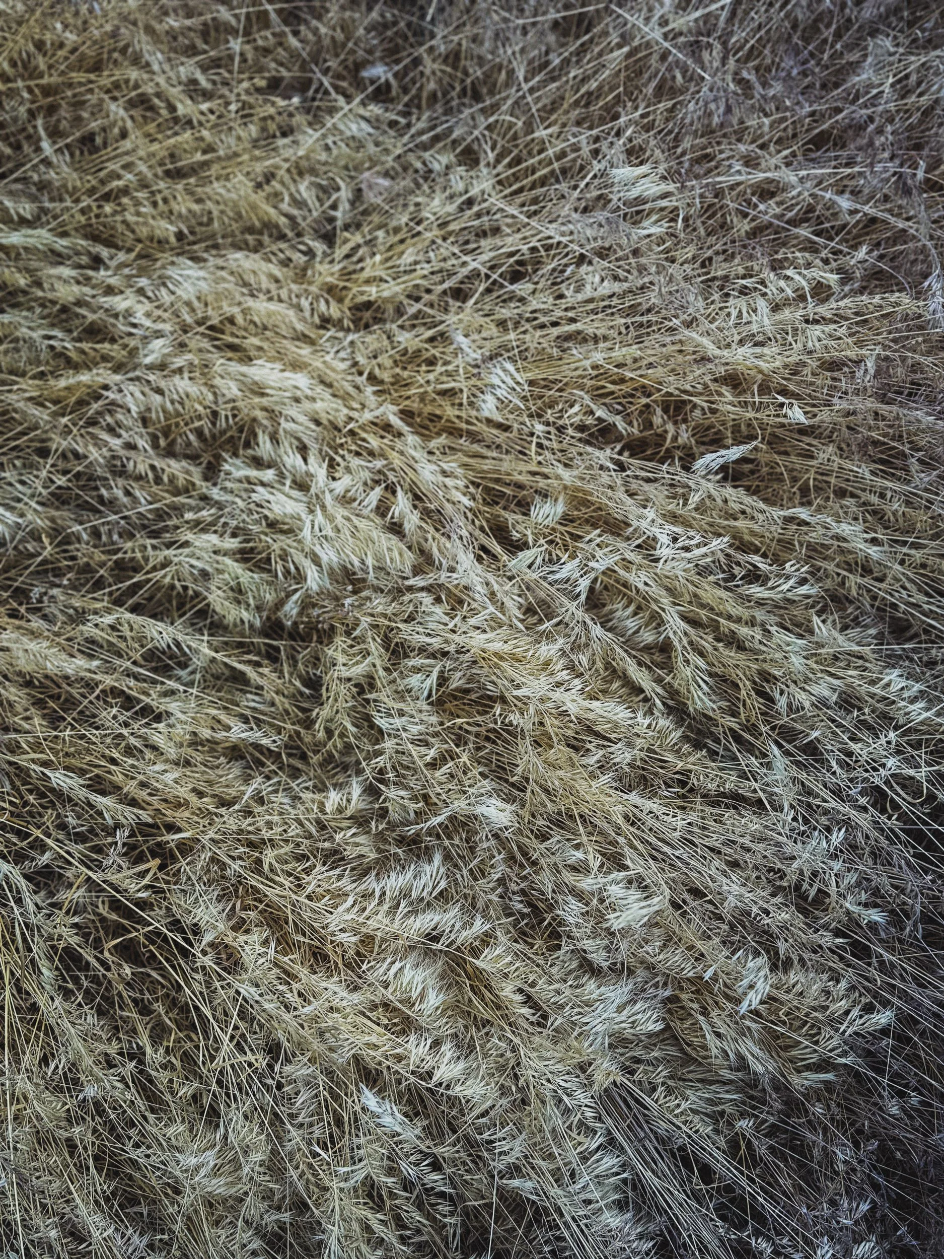 Barley
