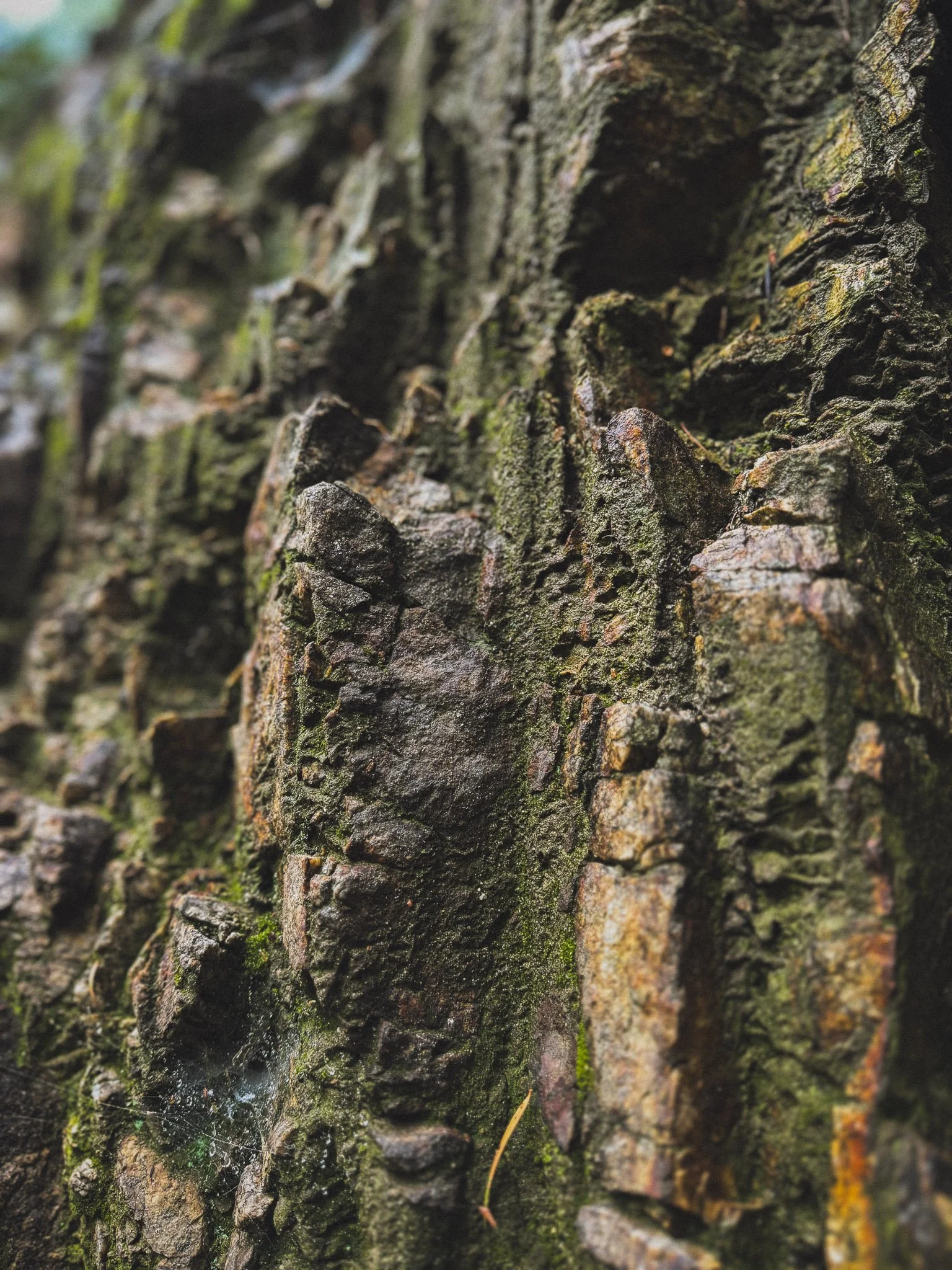 Moss Enlightenment