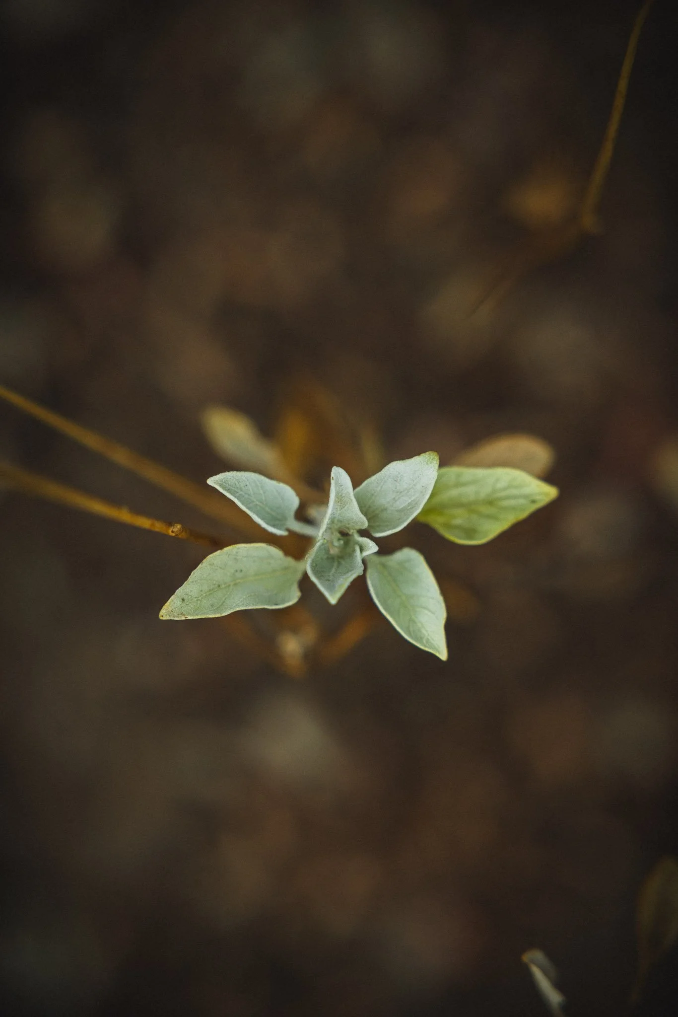 Baby Brittlebush