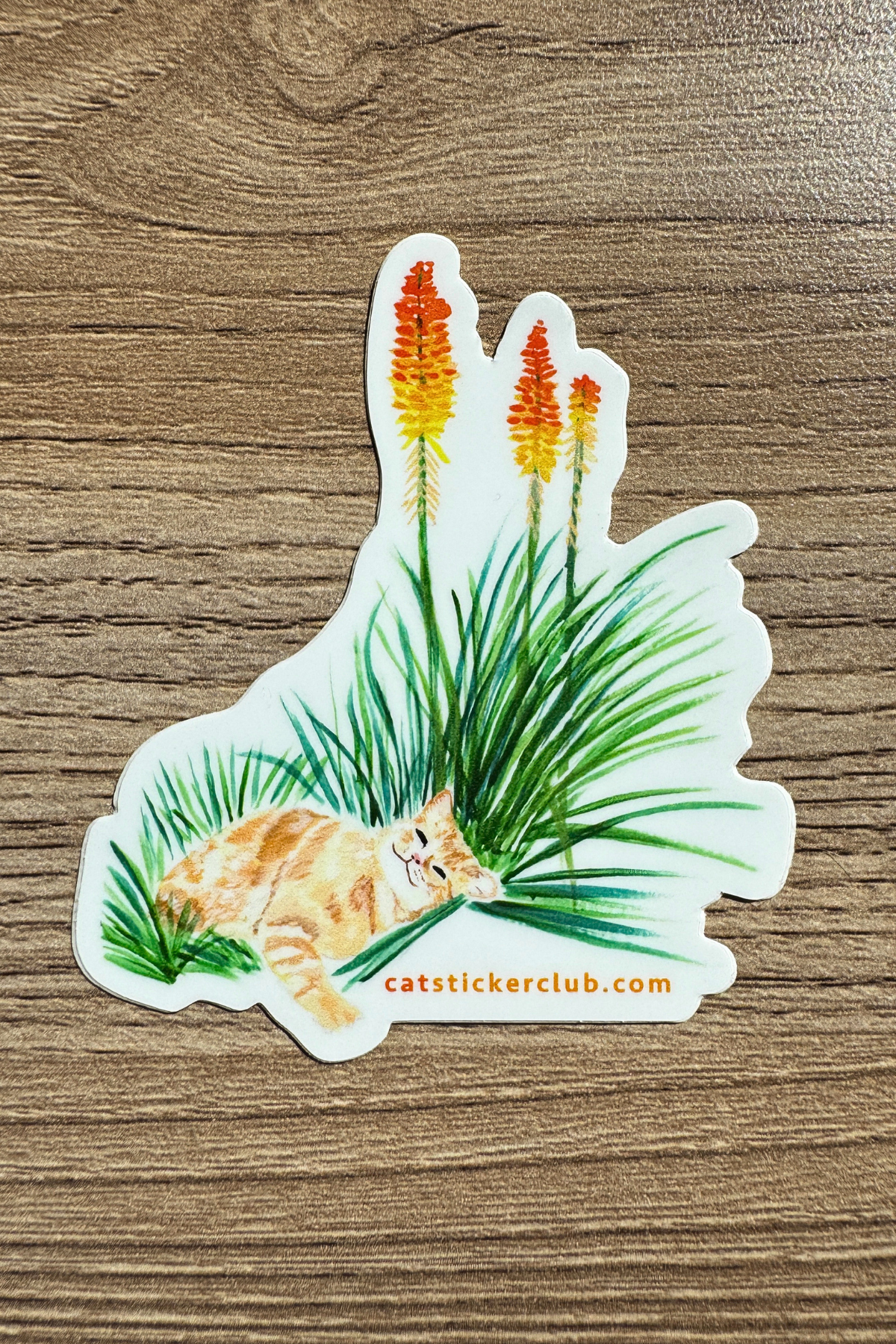 ORANGE CAT & FLOWER PLANT