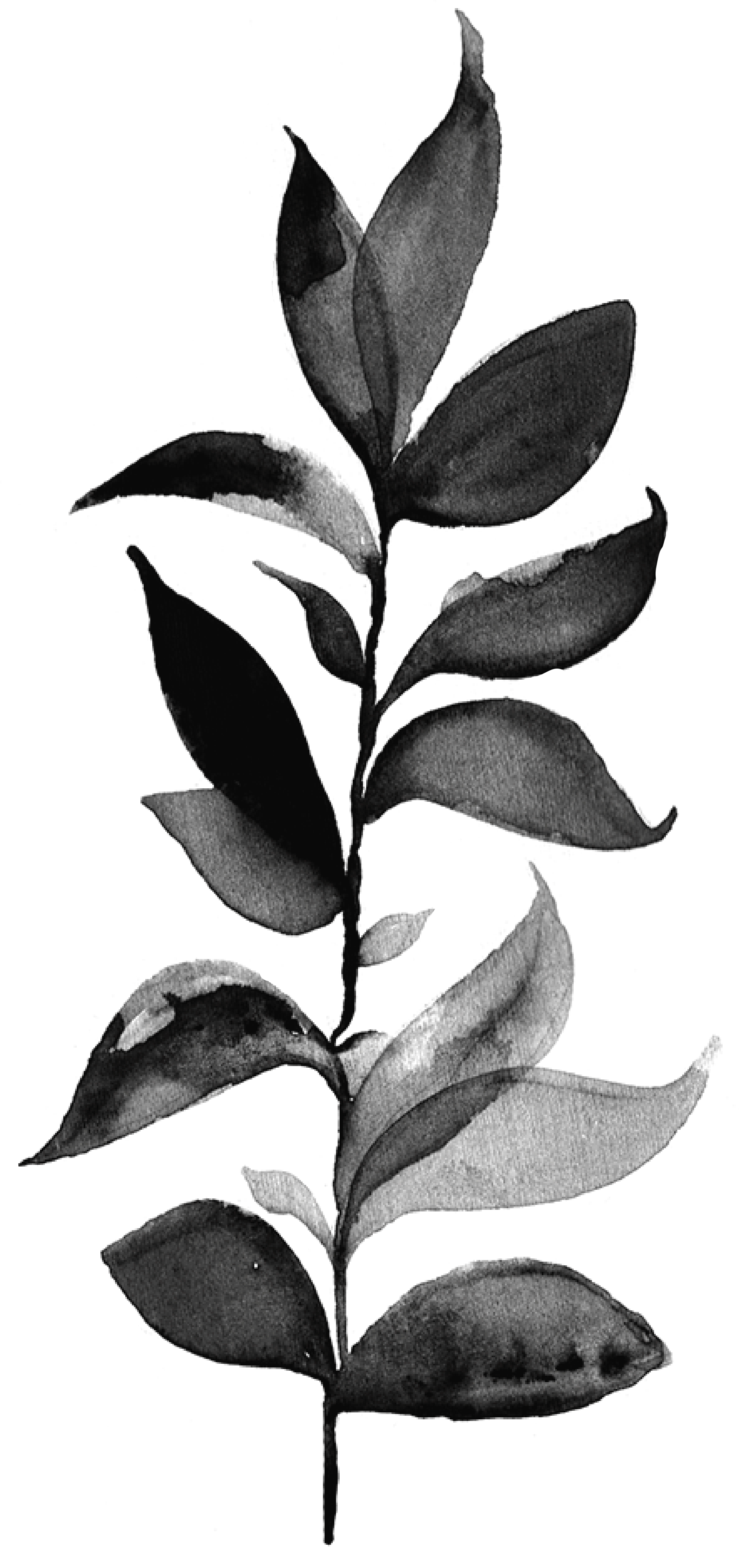 Silhouette of a potted plant with multiple leaves against a black background.
