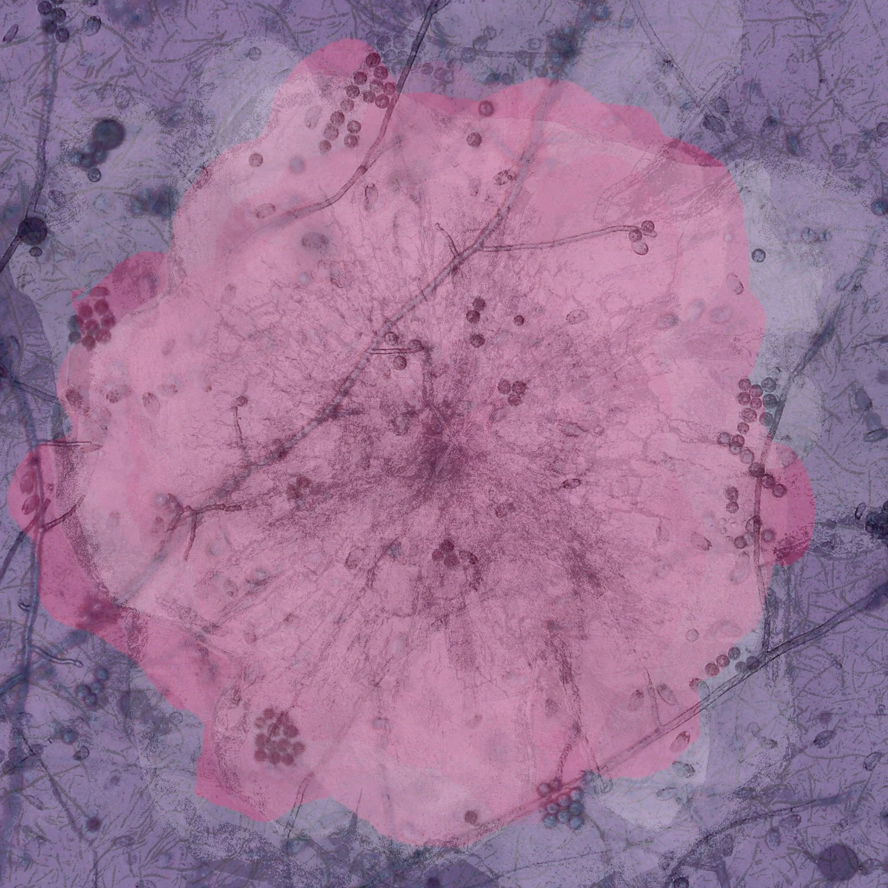 Terra Infecta #1 (Photo) brocuhre.jpg