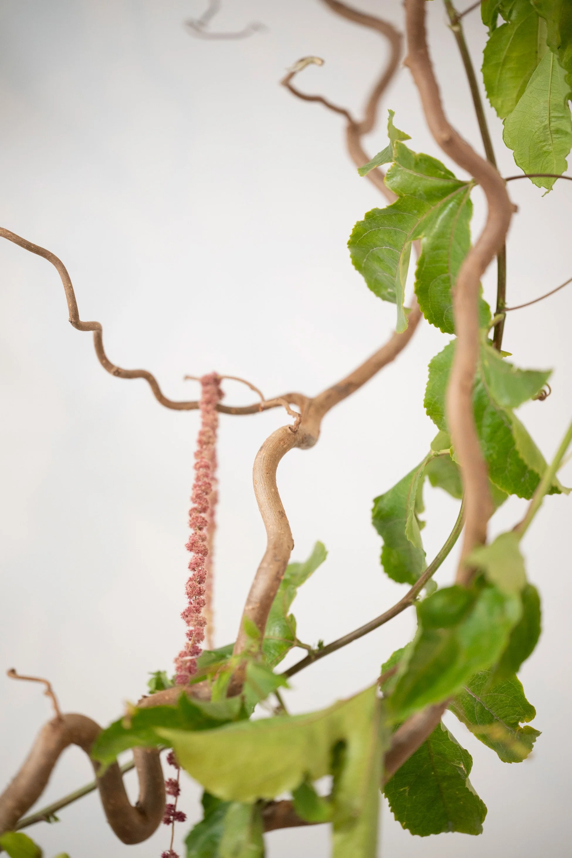 Close-up of intertwined twisting branches and green passionfruit vines against a plain background.