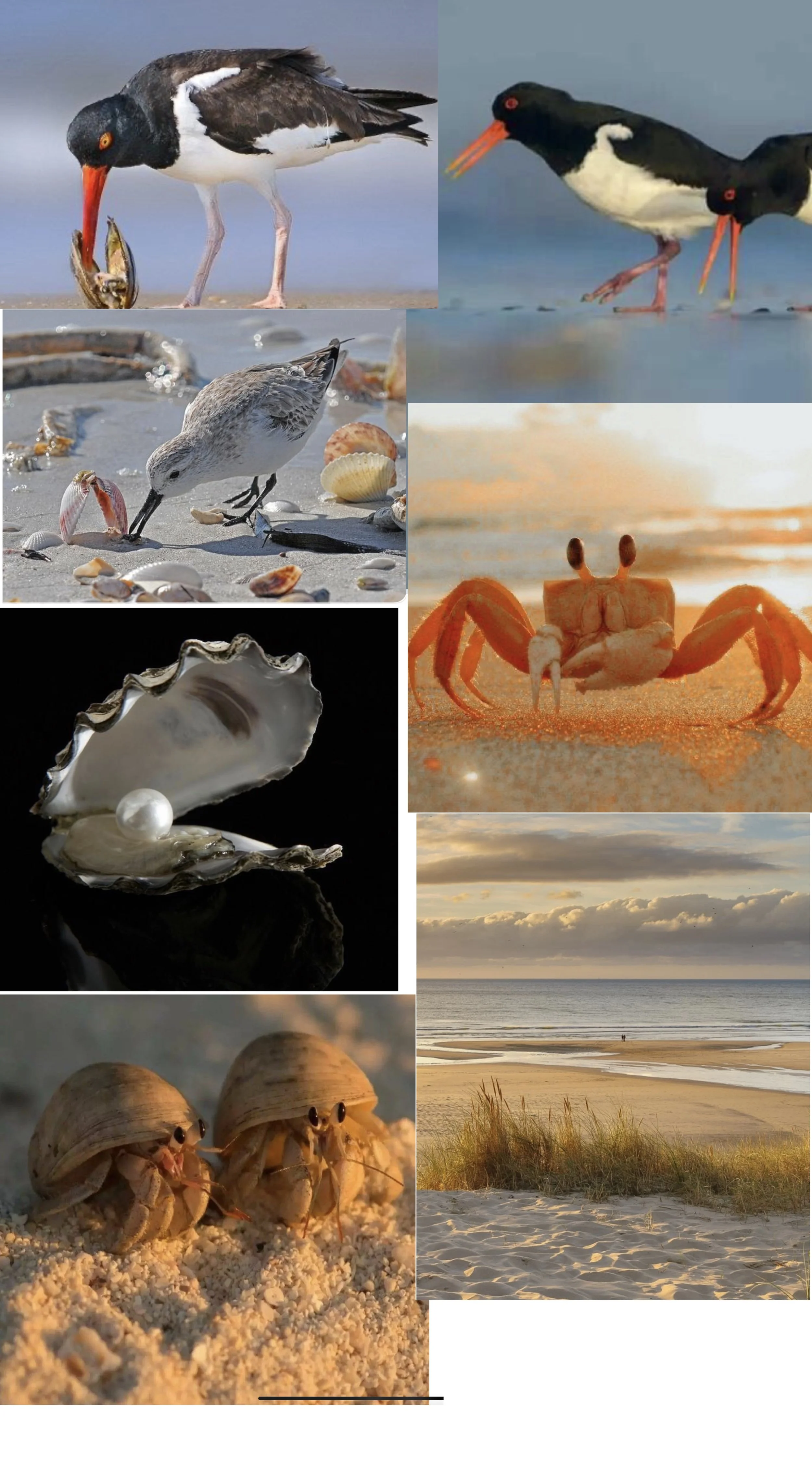 Beach Habitat 11/18/2025