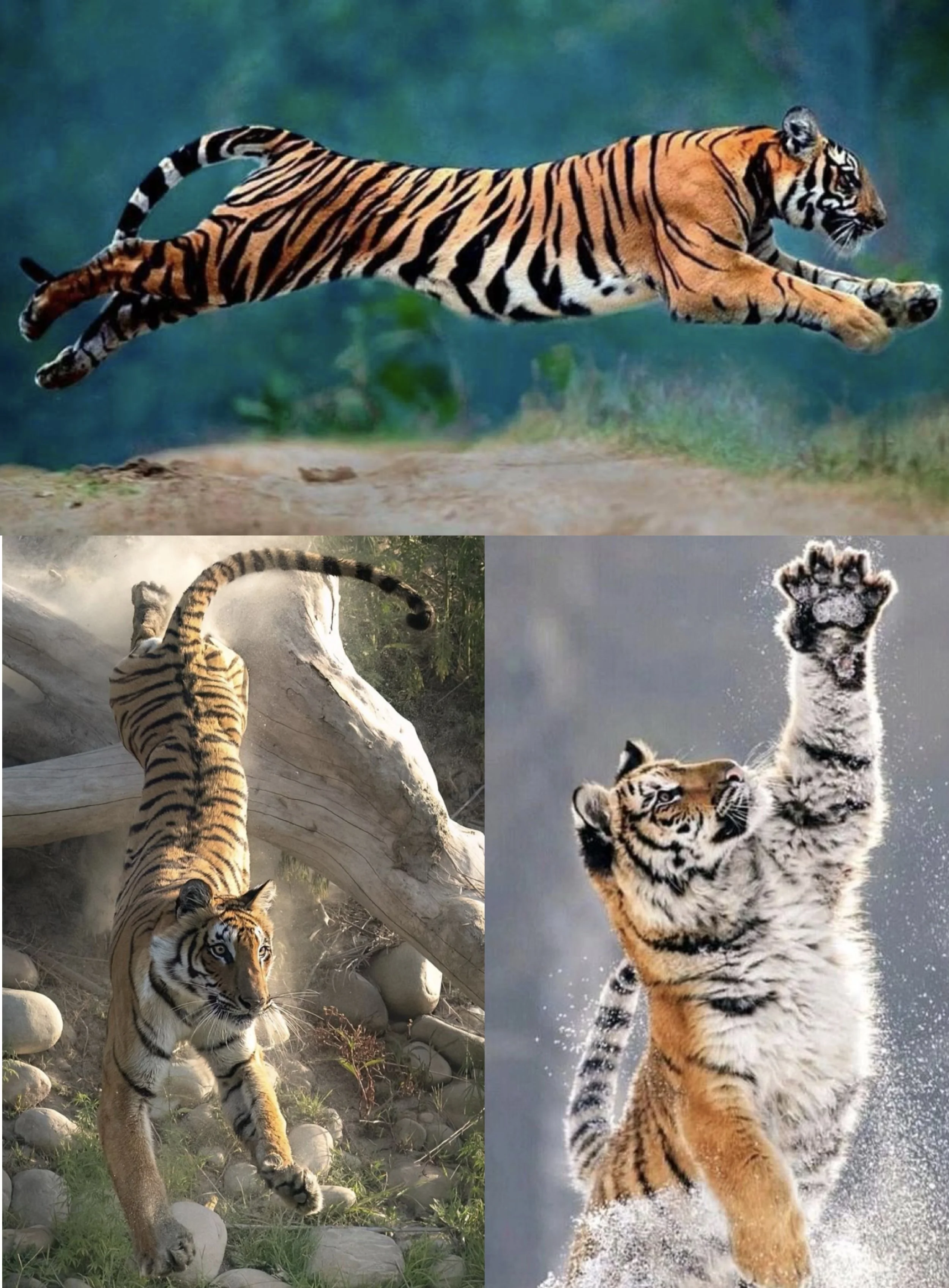 Leaping Tiger (Drawing) 12/2/2025