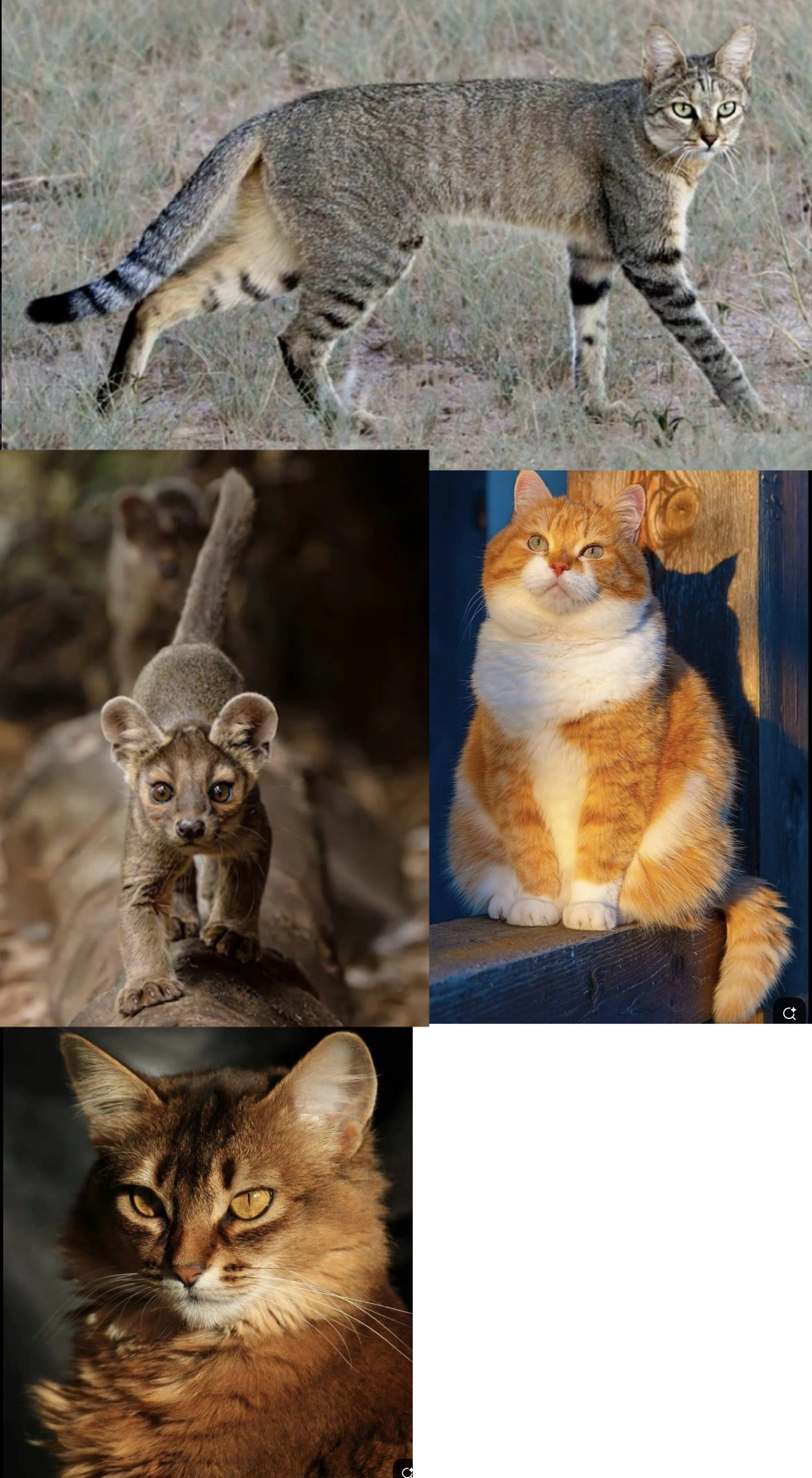 Cats (drawing)