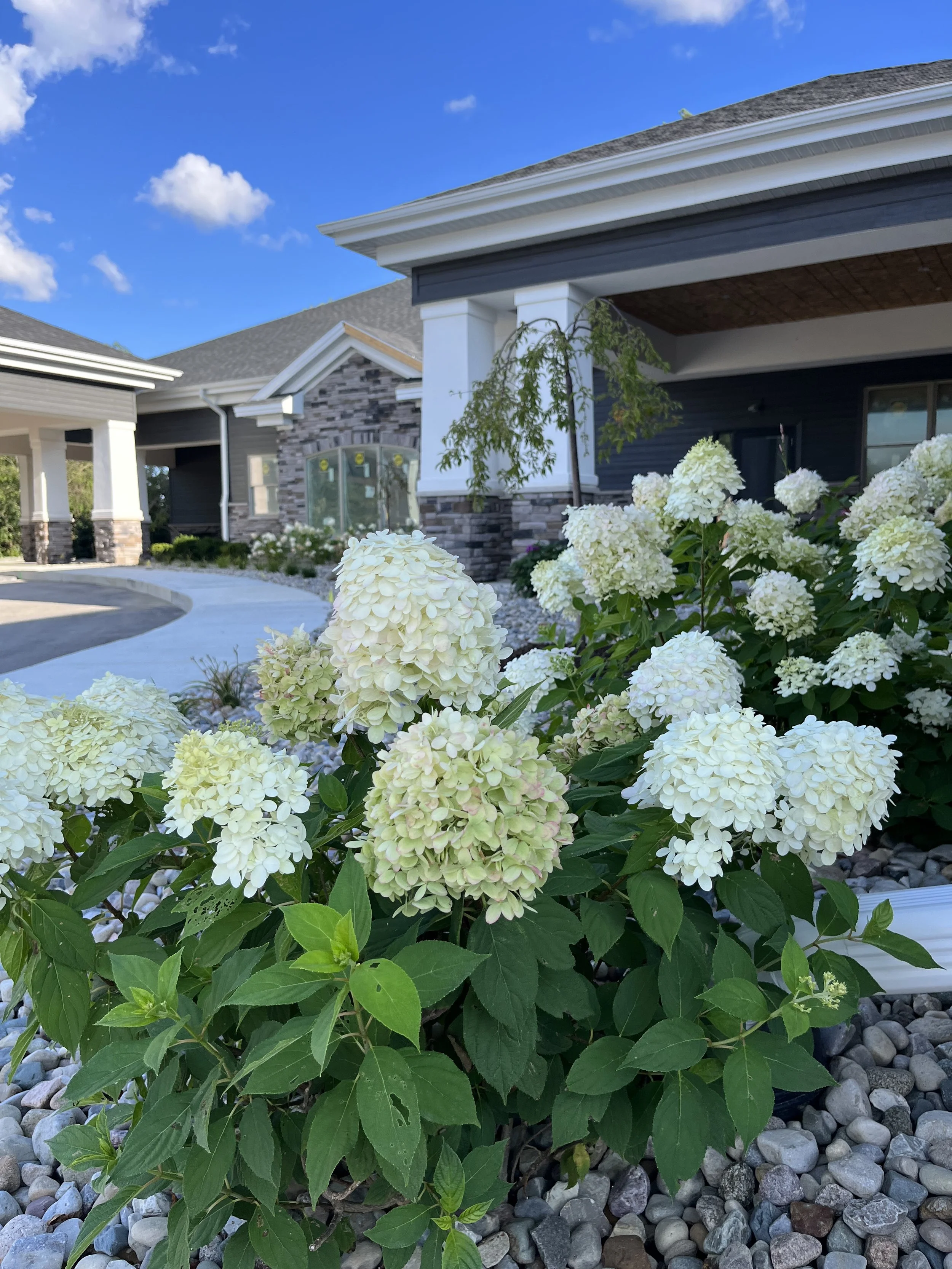 White hydrangea flowers in front of a modern house with grey, white, and stone exterior walls, a bright blue sky with a few clouds, and some small trees and plants around.