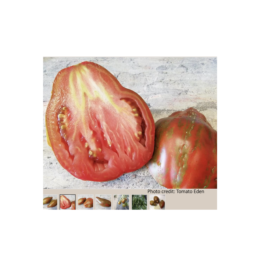 Here is another example of a variety that looks different from different sources: Which one is the real “Cuban Salami”?