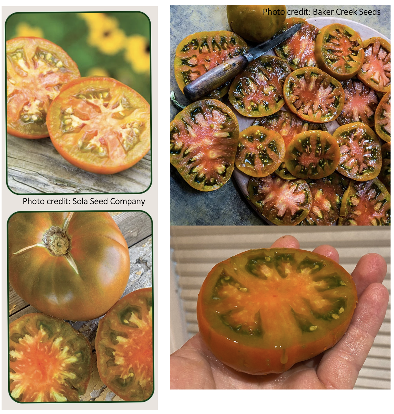 These already have pretty good vigor, crossing with modern disease res would make them even more desireable. As long as you’re growing your favorite varieties anyway, you might as well try crossing them. But keep in mind the genes, so you can know wh