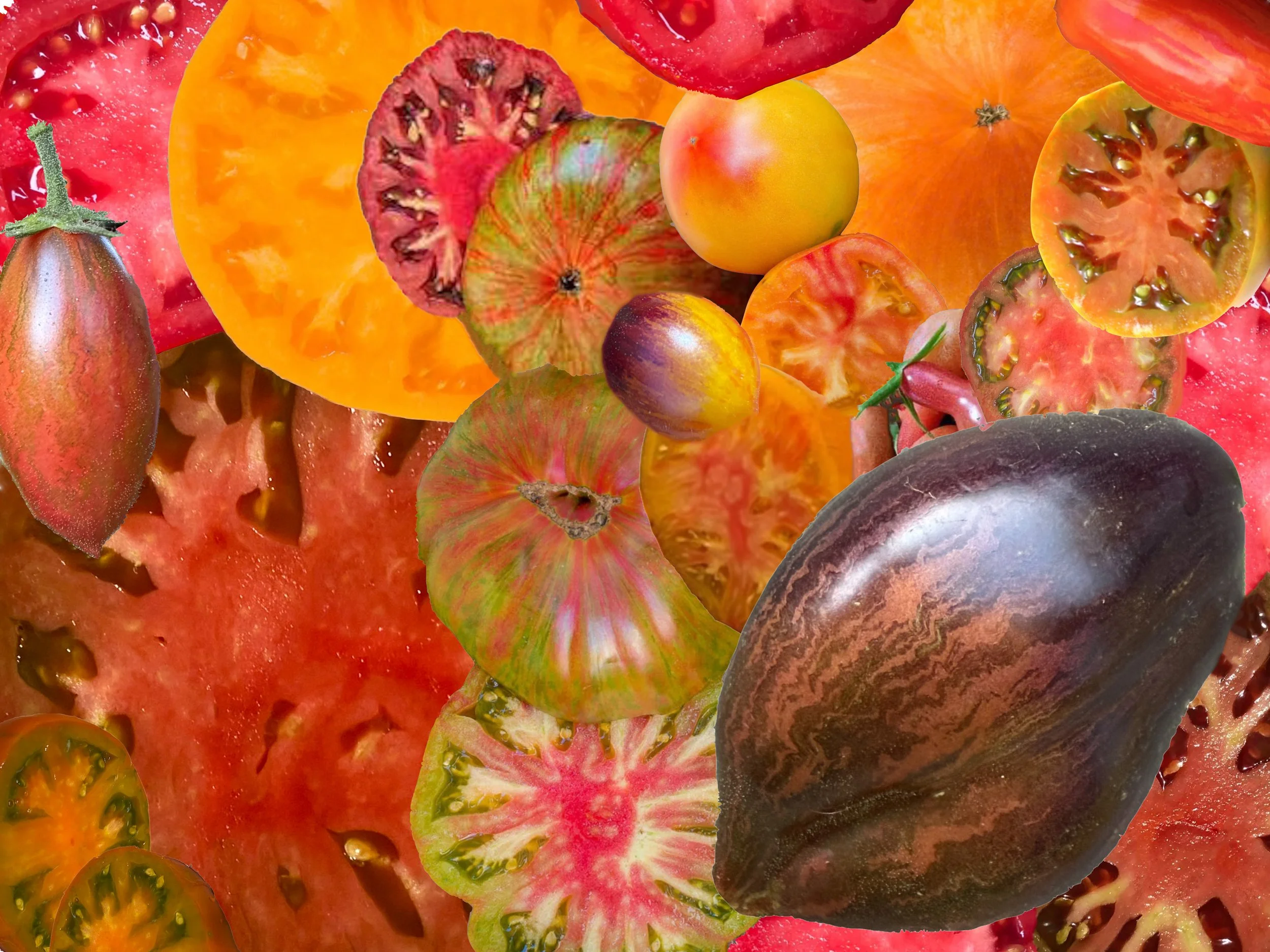 These are some of the tomatoes you can grow today: they are beautiful not only visually…there is a kind of beauty in a plant that grows well, and in food that tastes fantastic. So to be able to have all three is a really beautiful thing. 

How did th