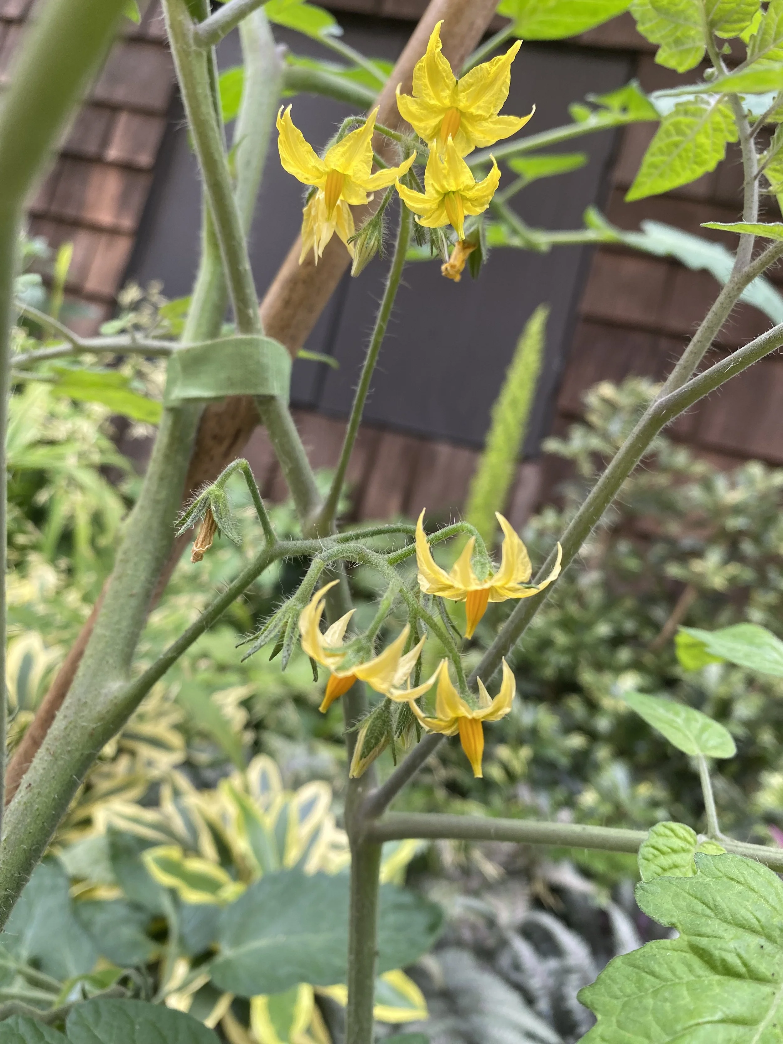 Apricot Zebra can be confirmed as Beta orange and not tangerine orange. Two pieces of evidence: the flowers on the Apricot Zebra cross (above in pic)  are yellow and do not have the tawny orange hue that is characteristic for tangerine orange (double