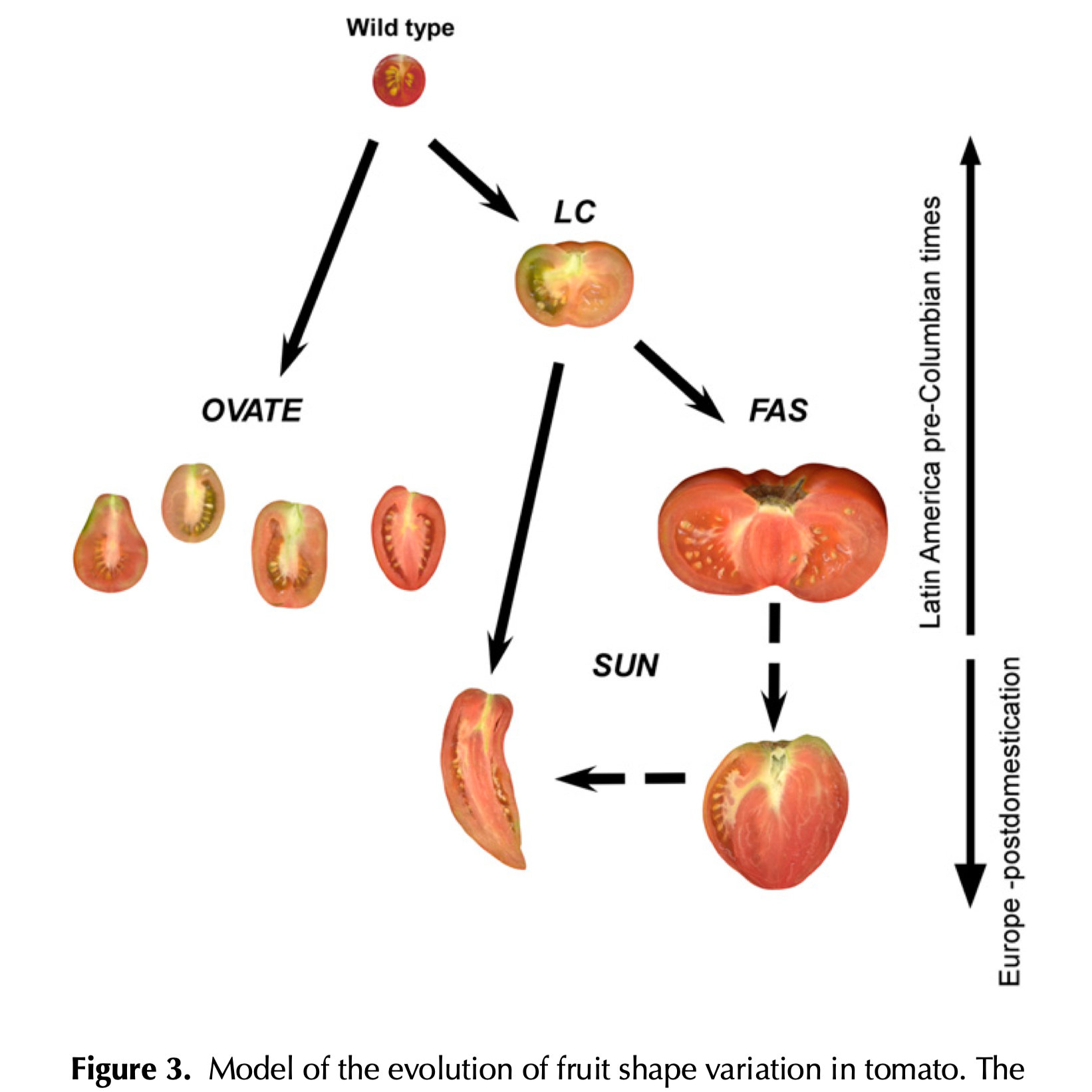So heart tomatoes have (sun) gene elongating them (developed post-European domestication)  and (fas) gene combining their carpels.

Rodriguez et al. 2011. Distribution of SUN, OVATE, LC, and FAS in the Tomato Germplasm and the Relationship to Fruit S