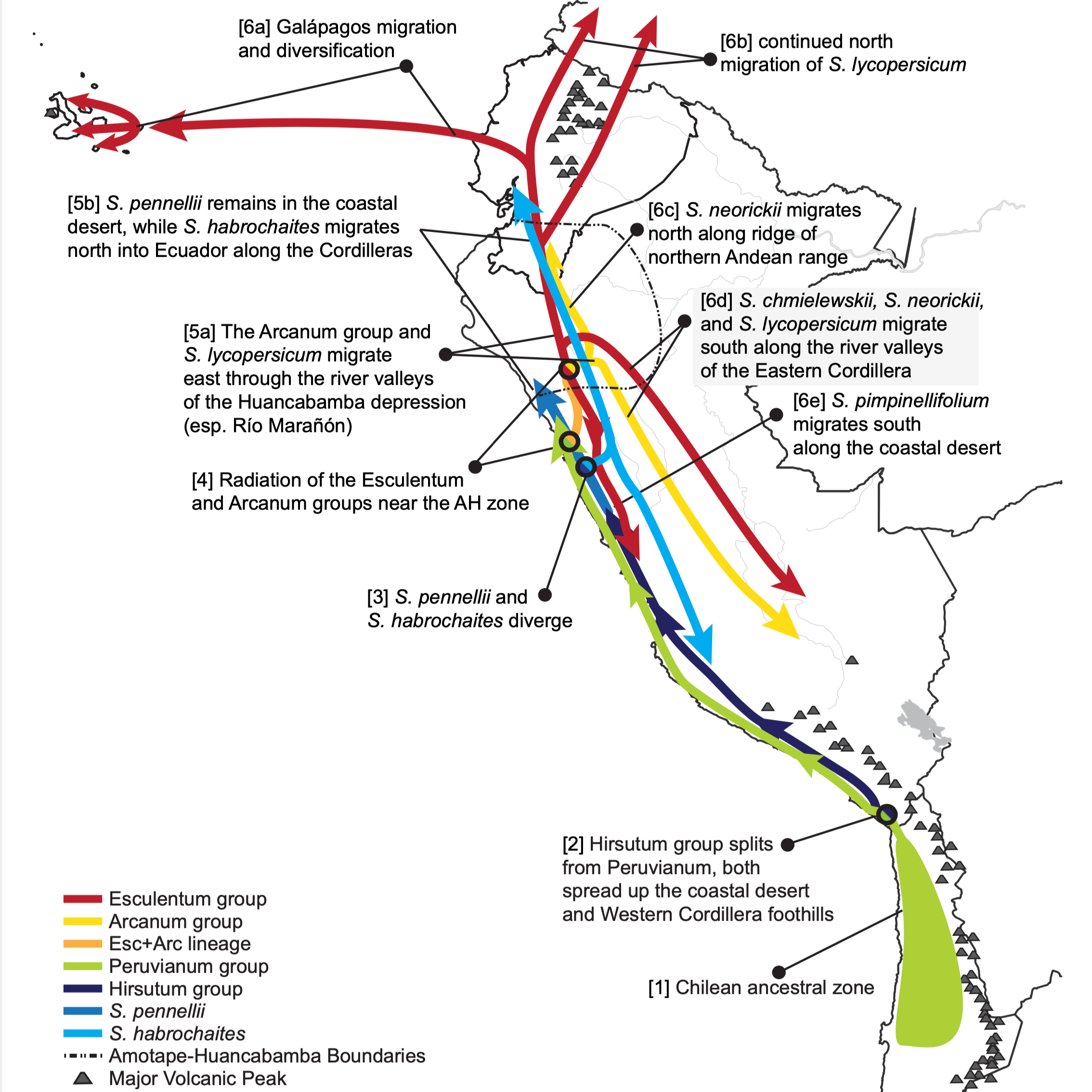 As the wild species migrated, they diverged and adapted to local conditions, creating new genes that could later be bred into modern tomatoes to offer them more diversity and resilience. 

Pease et al. (2016).  Phylogenomics Reveals Three Sources of 