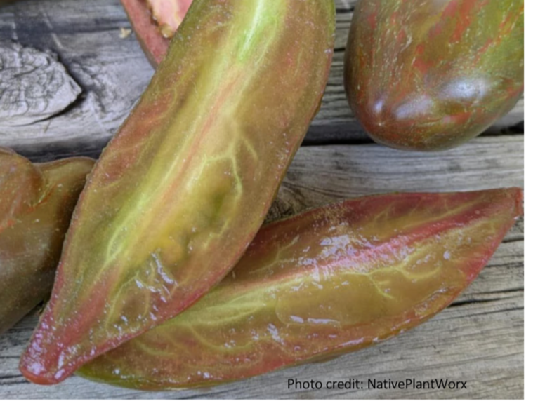 Besides adapting varieties to your taste and climate, saving your own seeds also ensures that you keep growing the exact variety you want, as long as you keep careful records yourself!