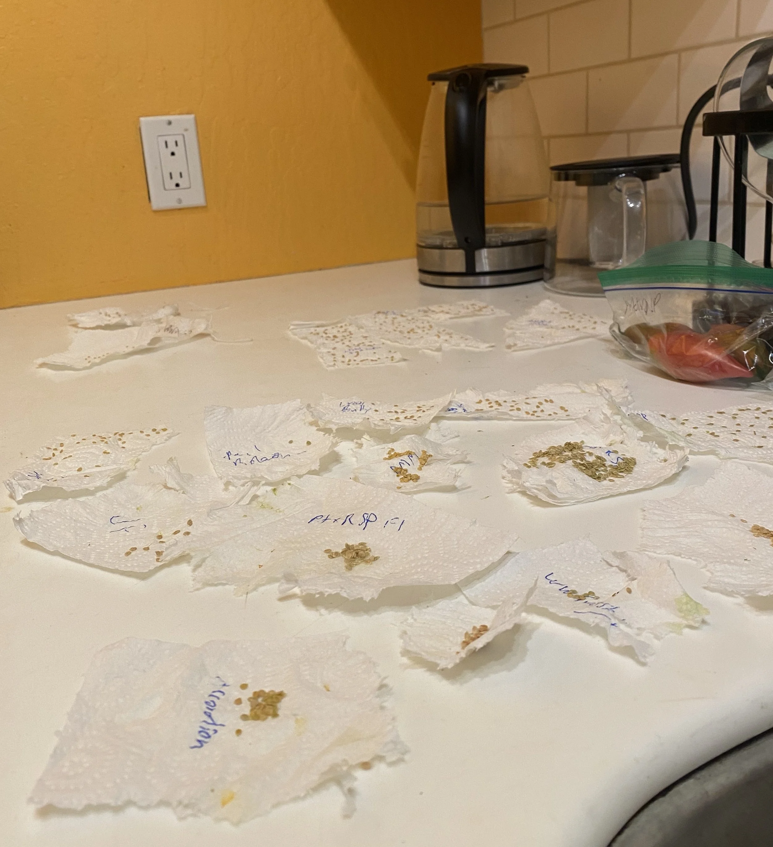 After seeds are cleaned of their gel by pulling them across paper towel, I let them dry for a week, then put them in the labelled envelopes and enter the info in a spreadsheet. 