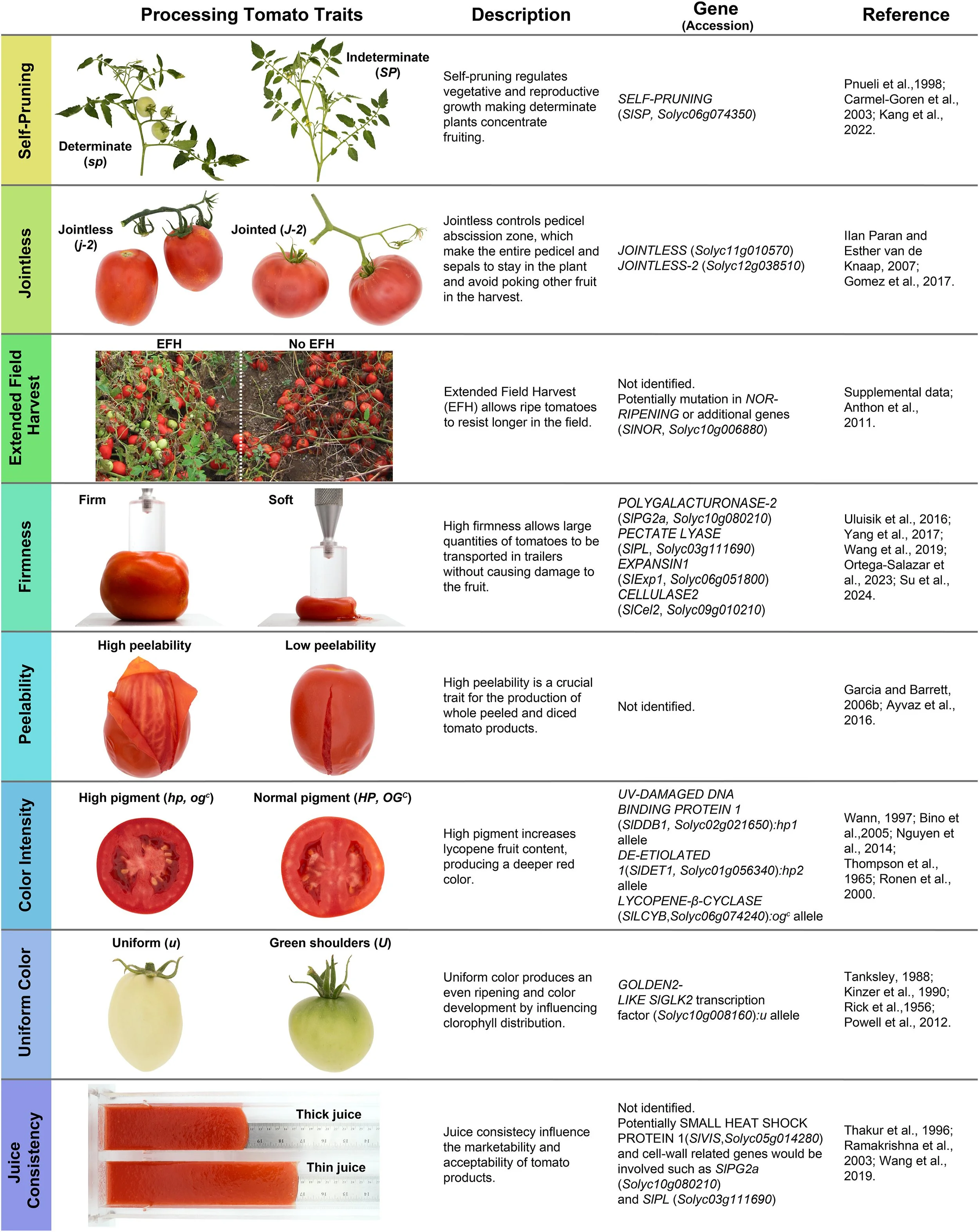 Tomatoes are more adaptable to climate change than many crops, and with the availability of the wild relative genes and breeding programs, likely to continue being an important crop. 

Some of these genes are relevant to all tomato breeders, like dis